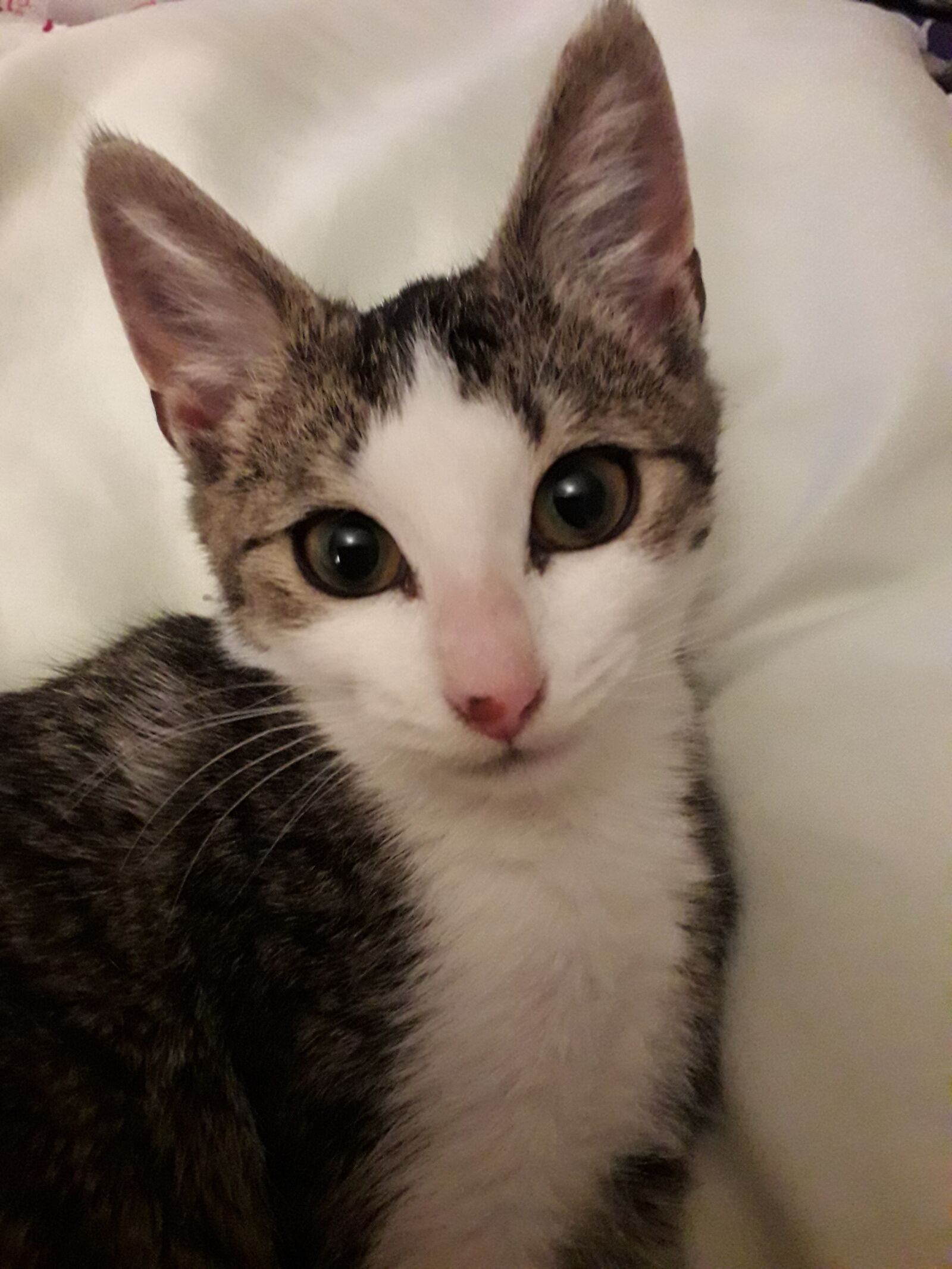 Samsung Galaxy J4 sample photo. Kitten, cat, pet photography