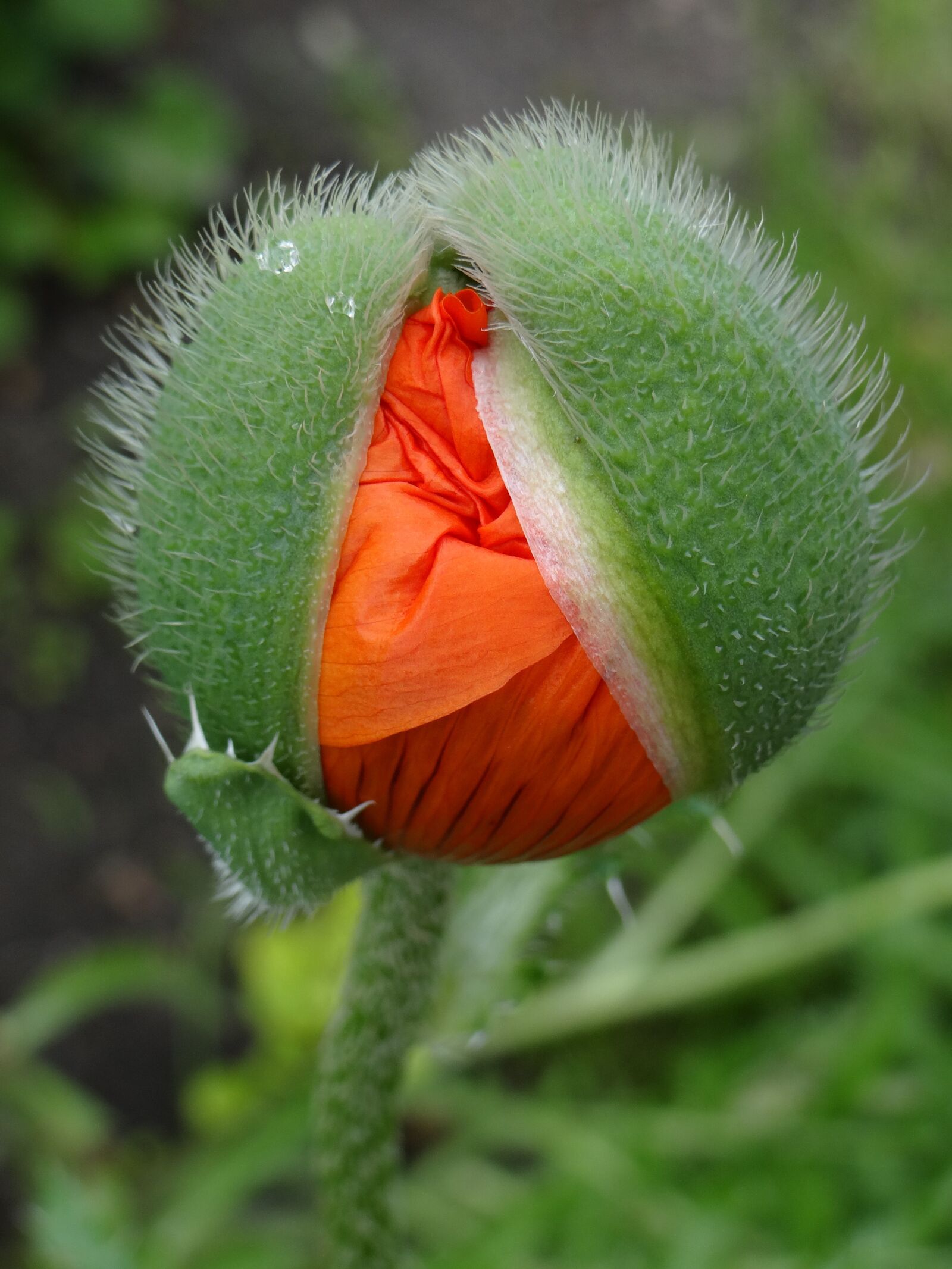 Sony DSC-HX200V sample photo. Poppy, nature, red photography