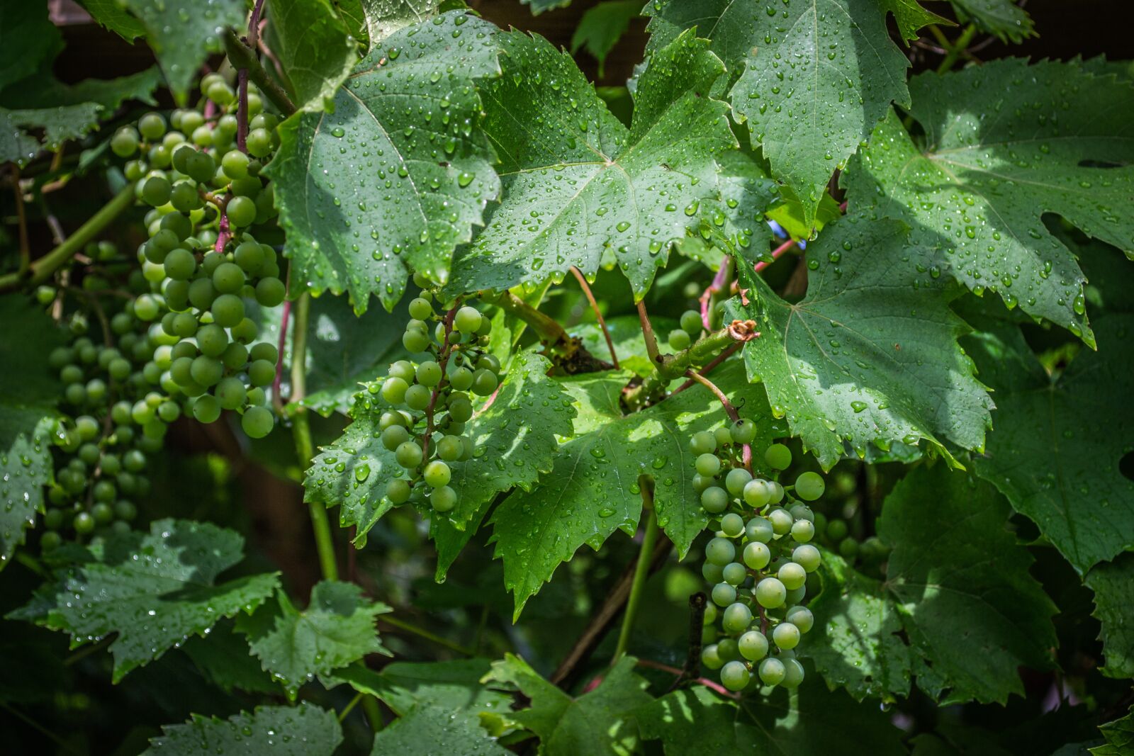 Nikon D3100 sample photo. Grapevine, drops, the grapes photography