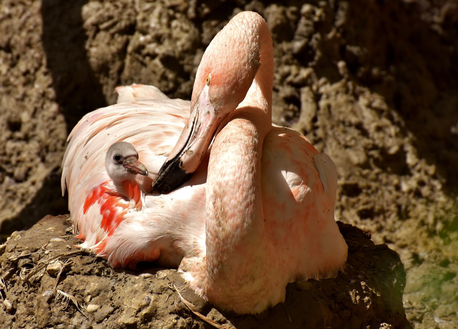 Nikon D7200 sample photo. Flamingo, young, chicks photography