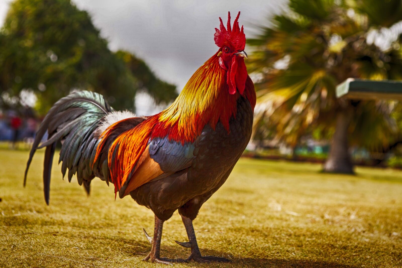Canon EOS 5D Mark II sample photo. Rooster, cockerel, bird photography