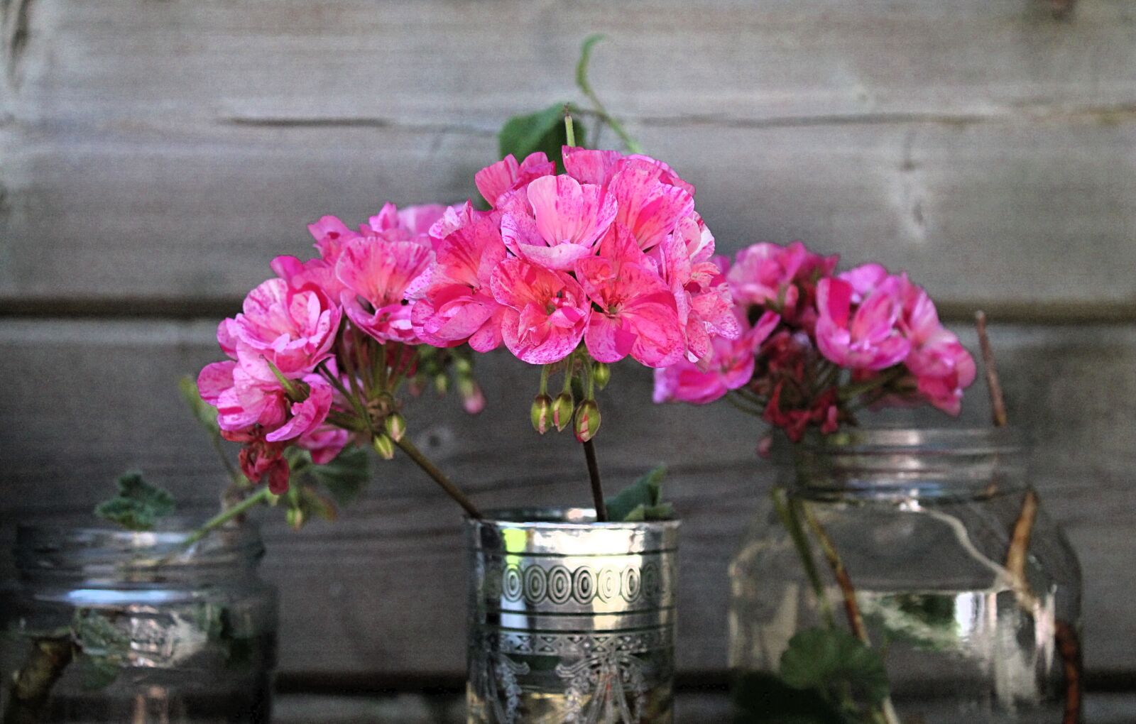 Canon EOS 1100D (EOS Rebel T3 / EOS Kiss X50) sample photo. Flower, carnation, clove pink photography