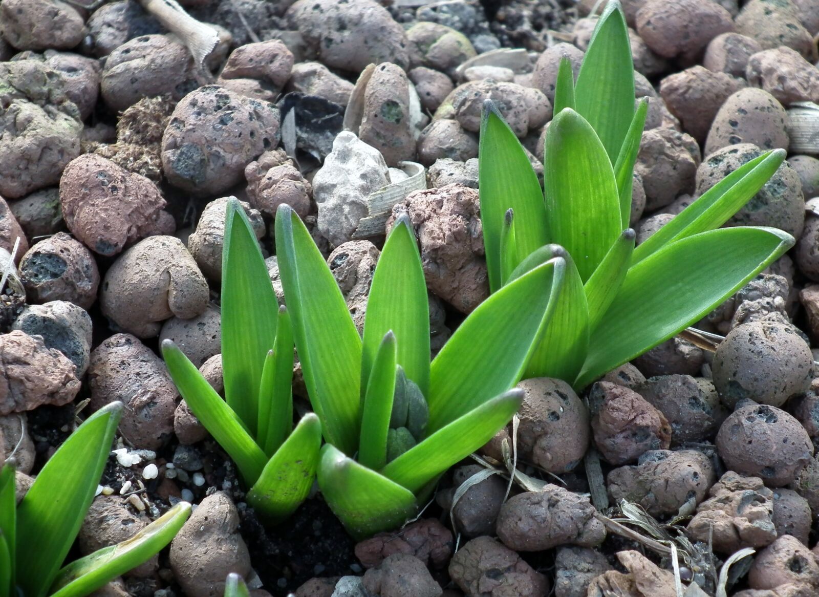 FujiFilm FinePix HS10 (FinePix HS11) sample photo. Spring, green, bloom photography