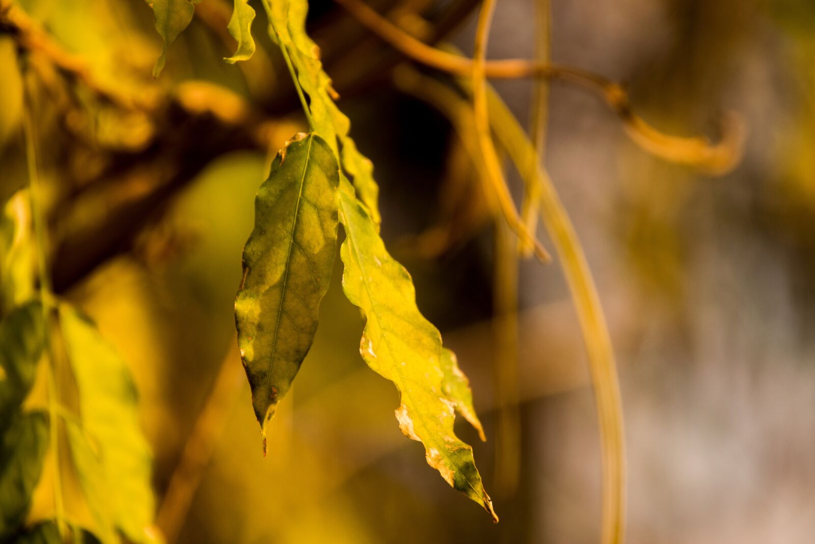 Nikon D3300 sample photo. Leaves, leaf, autumn photography