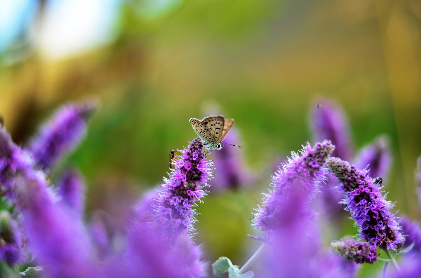 Nikon D5100 sample photo. Flower, nature, area photography