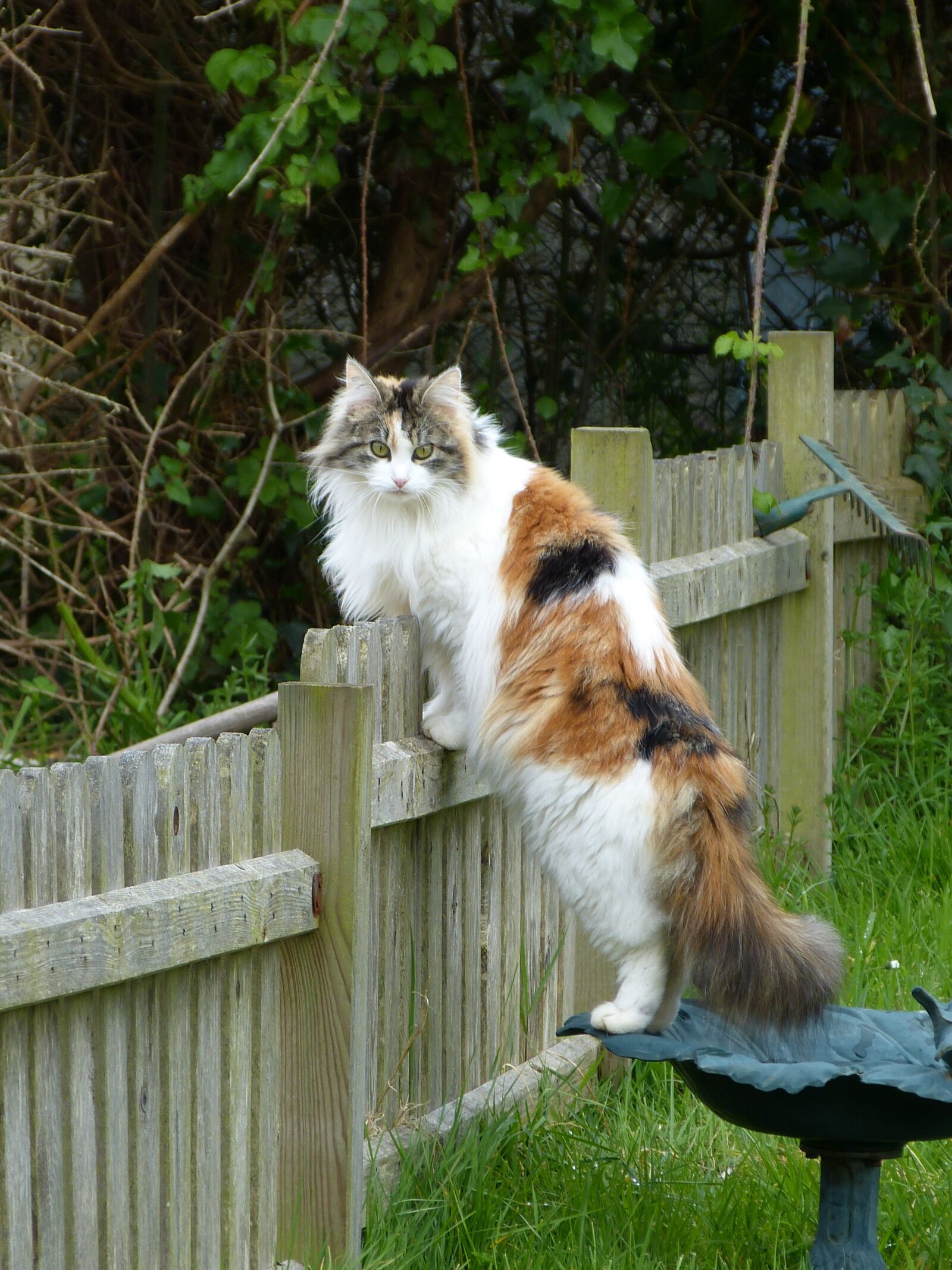 Panasonic Lumix DMC-FZ150 sample photo. Cat, feline, look photography