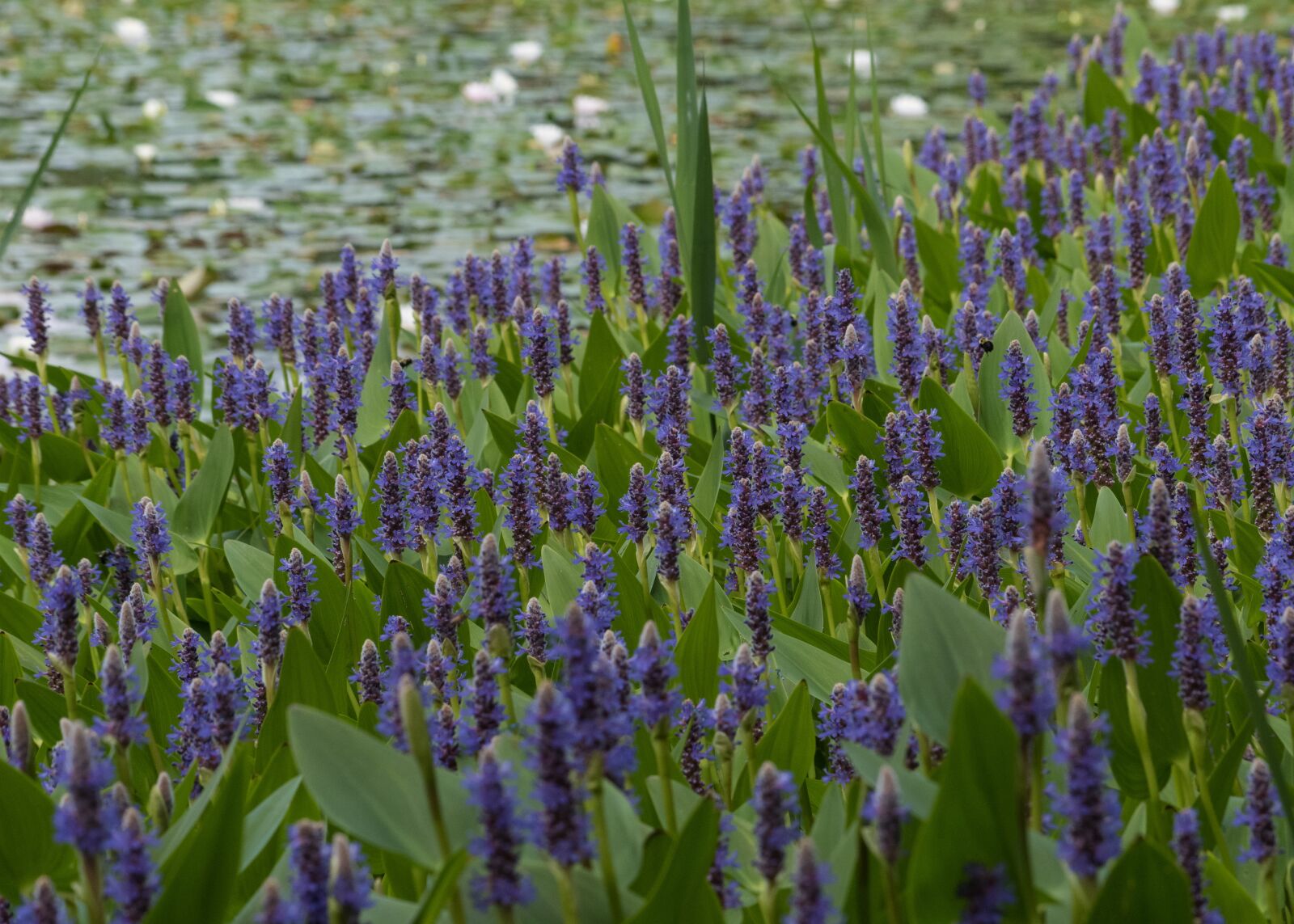 Nikon D5500 sample photo. Plant, aquatic, pontederie photography