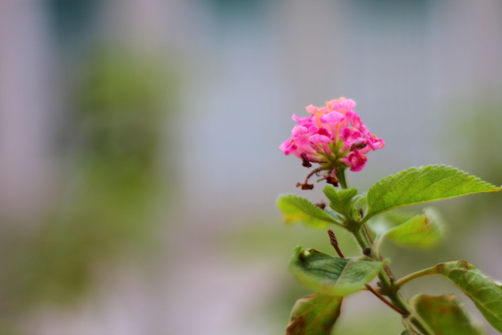 Canon EOS 7D sample photo