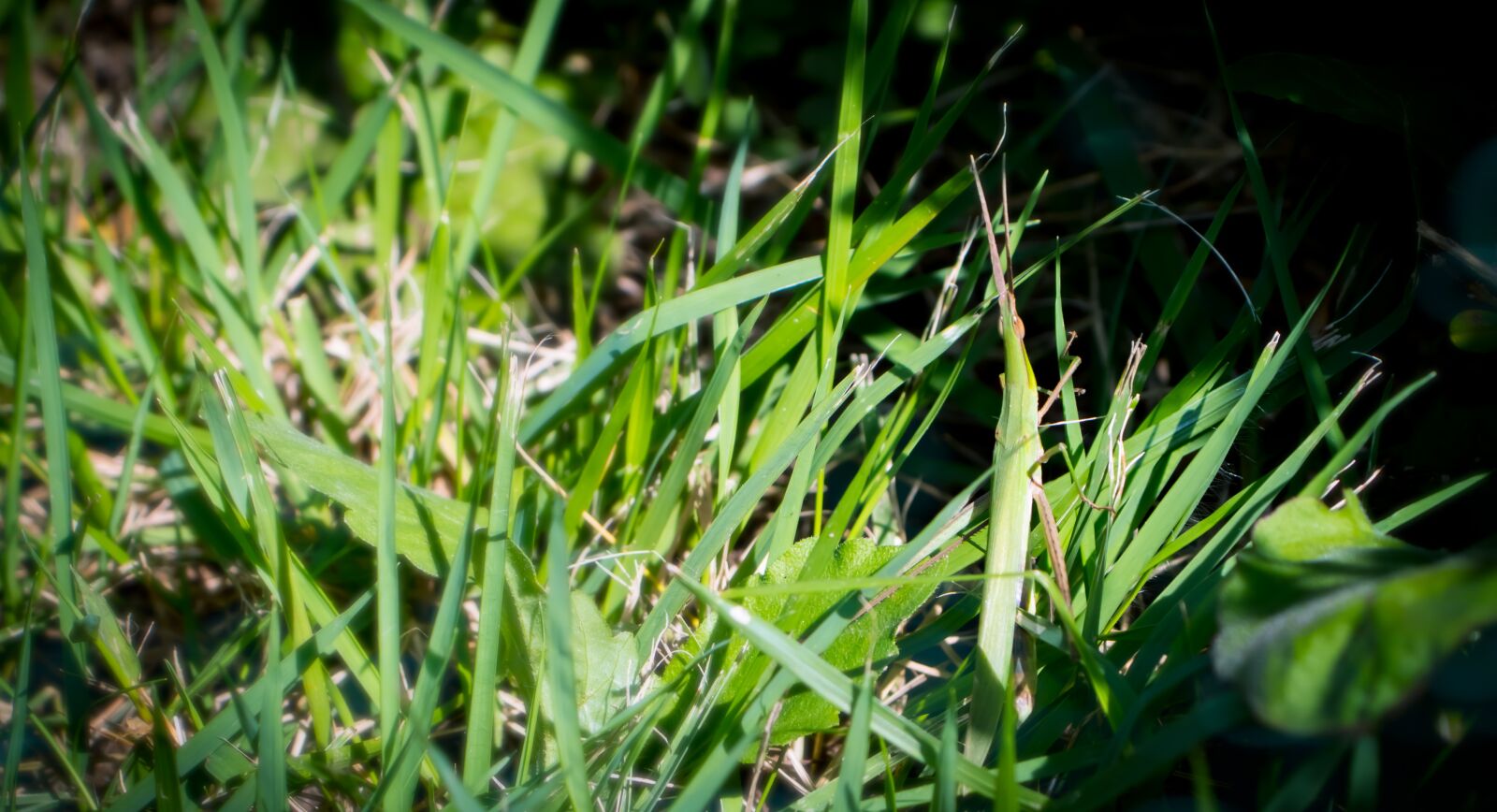 Canon EOS 800D (EOS Rebel T7i / EOS Kiss X9i) sample photo. Grasshopper, leaves, green photography