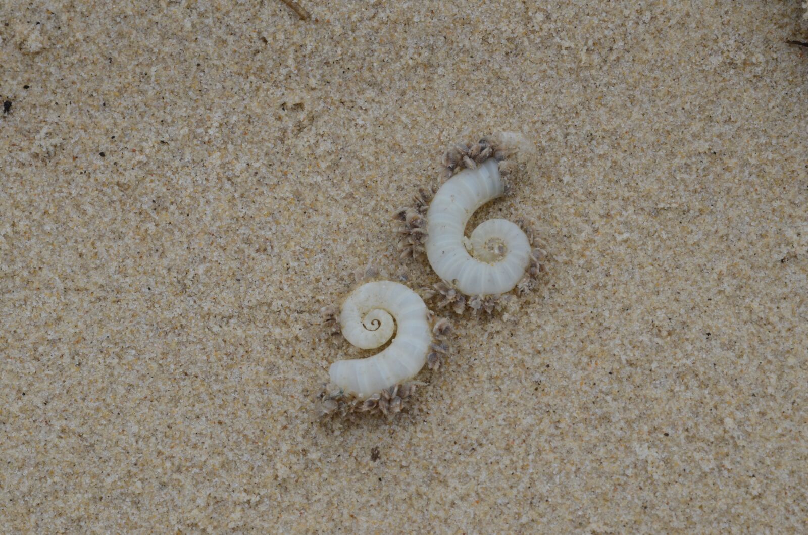 Nikon D7000 sample photo. Shells, beach, sand photography