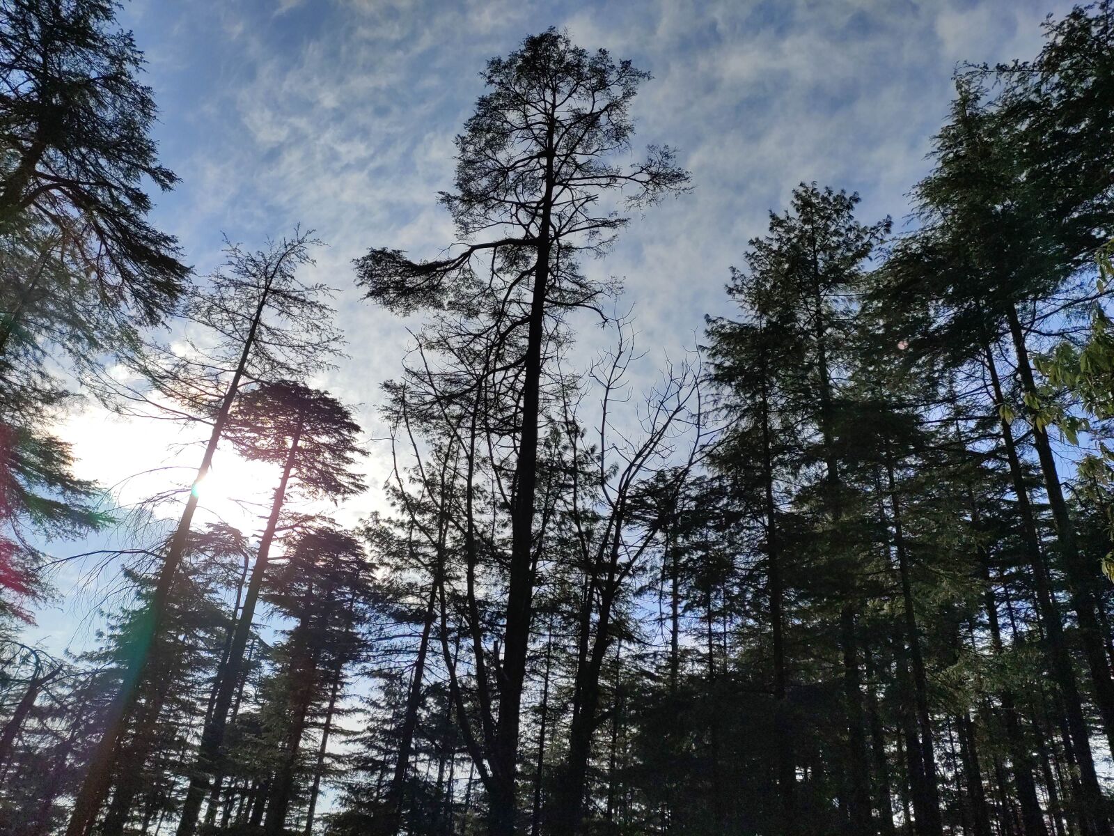 Xiaomi Redmi Note 7 Pro sample photo. Deodar cedar, kashmir, hill photography