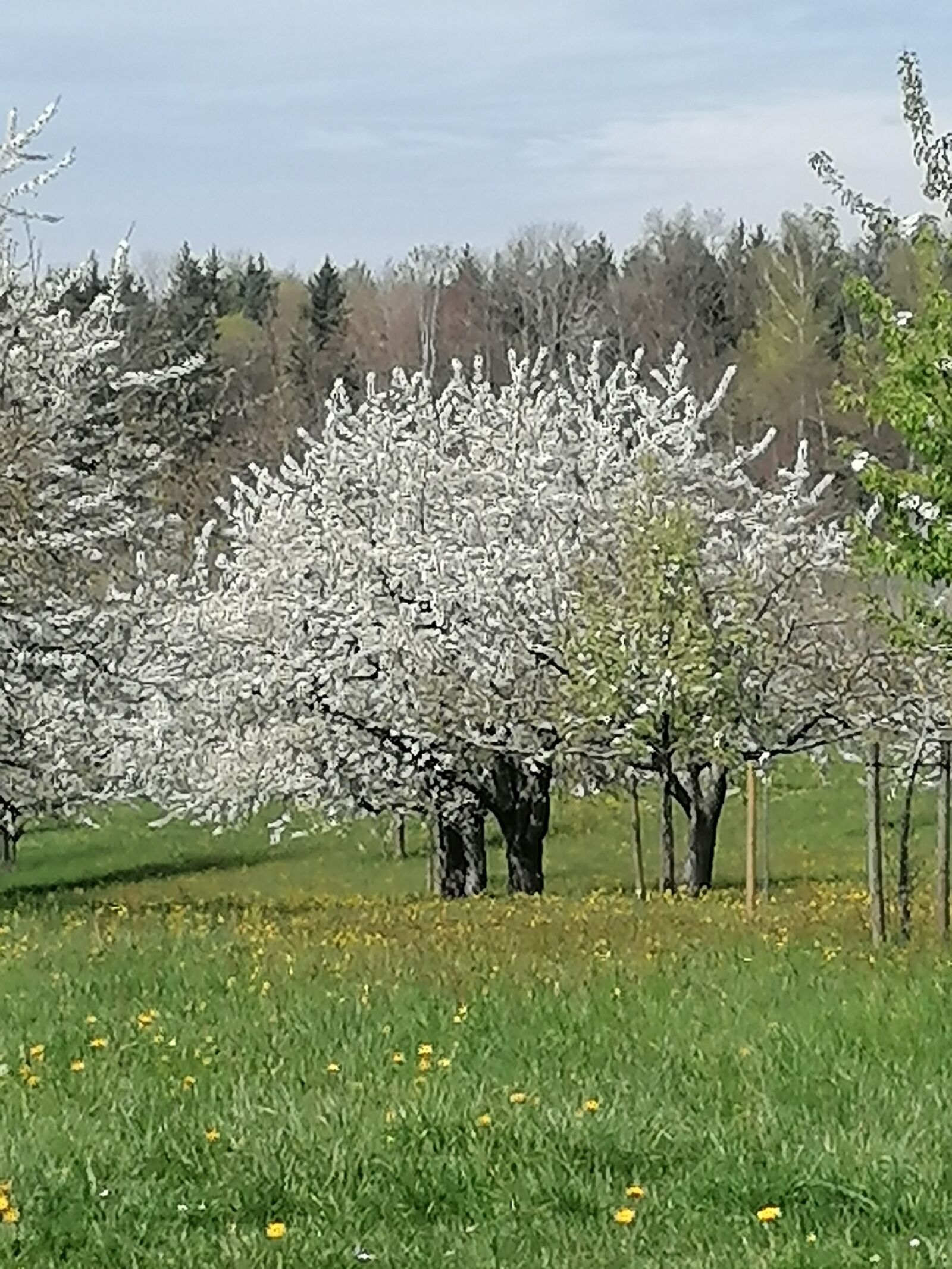 HUAWEI P30 LITE sample photo. Spring, flower tree, nature photography