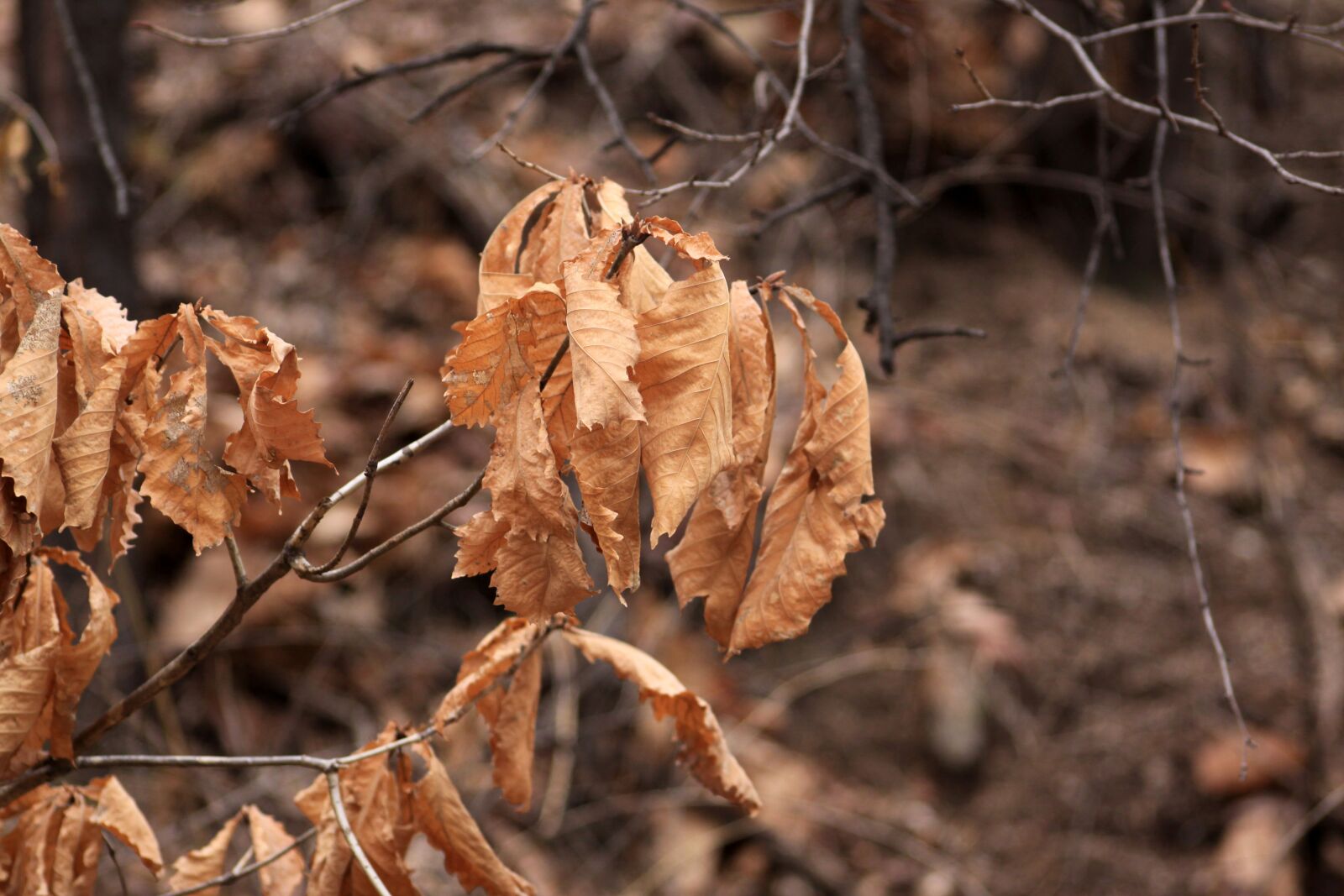Canon EOS 50D sample photo. The leaves, nature, autumn photography
