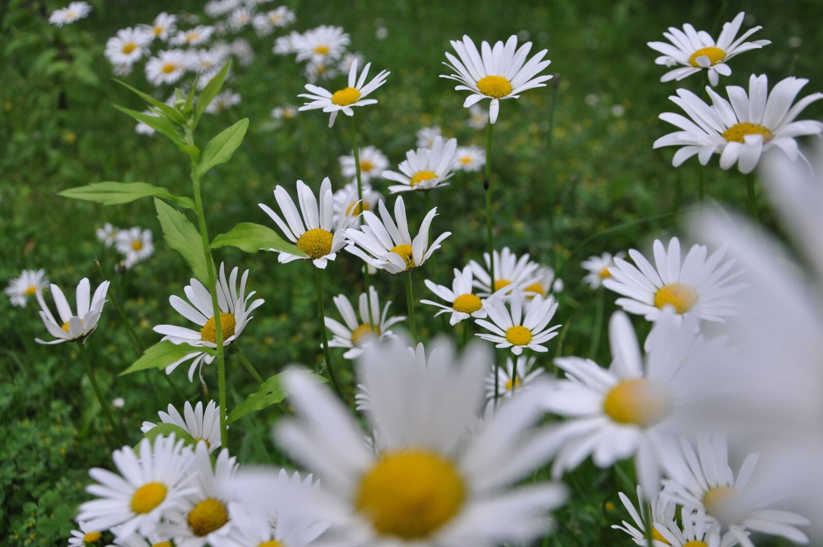 Nikon D5000 sample photo. Marga renon, large daisies photography
