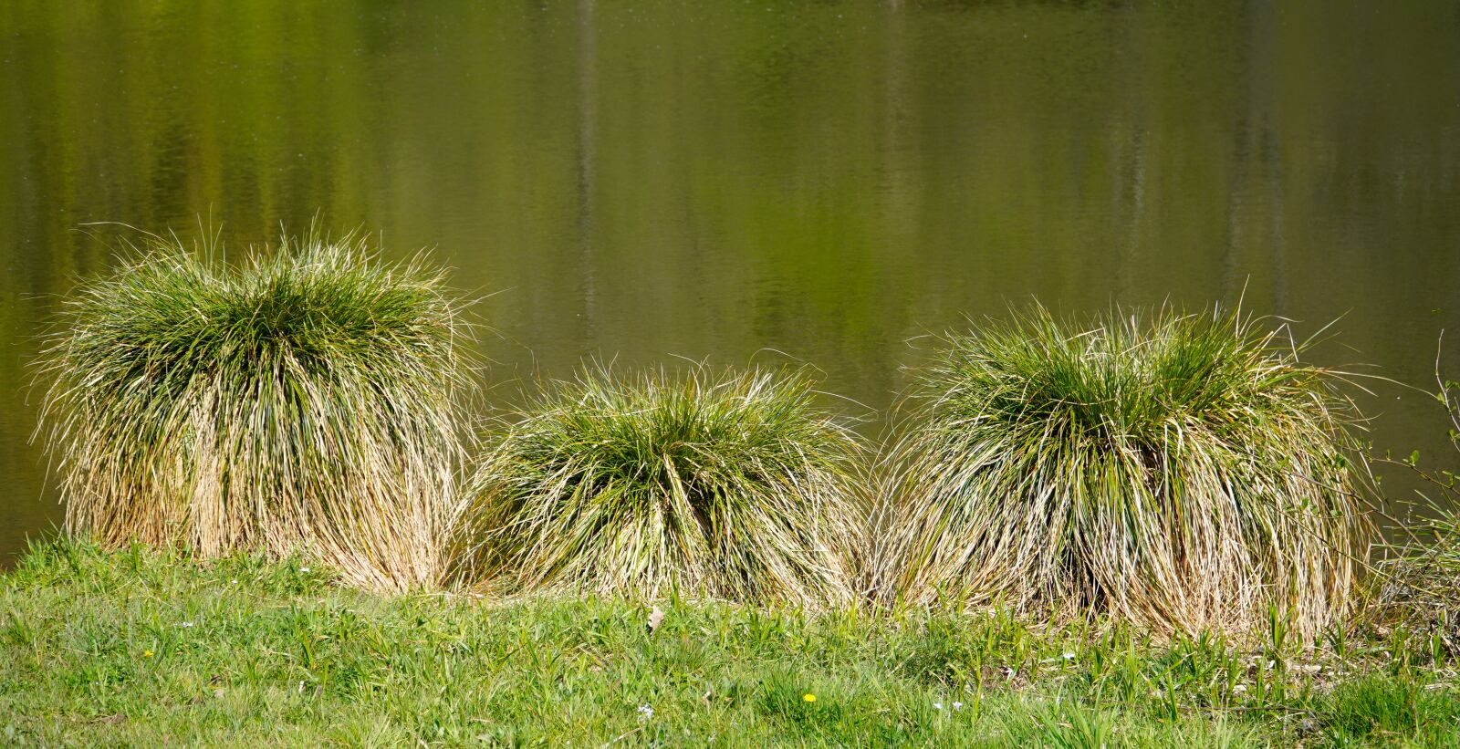 Sony E PZ 18-105mm F4 G OSS sample photo. Lake, water, grass photography