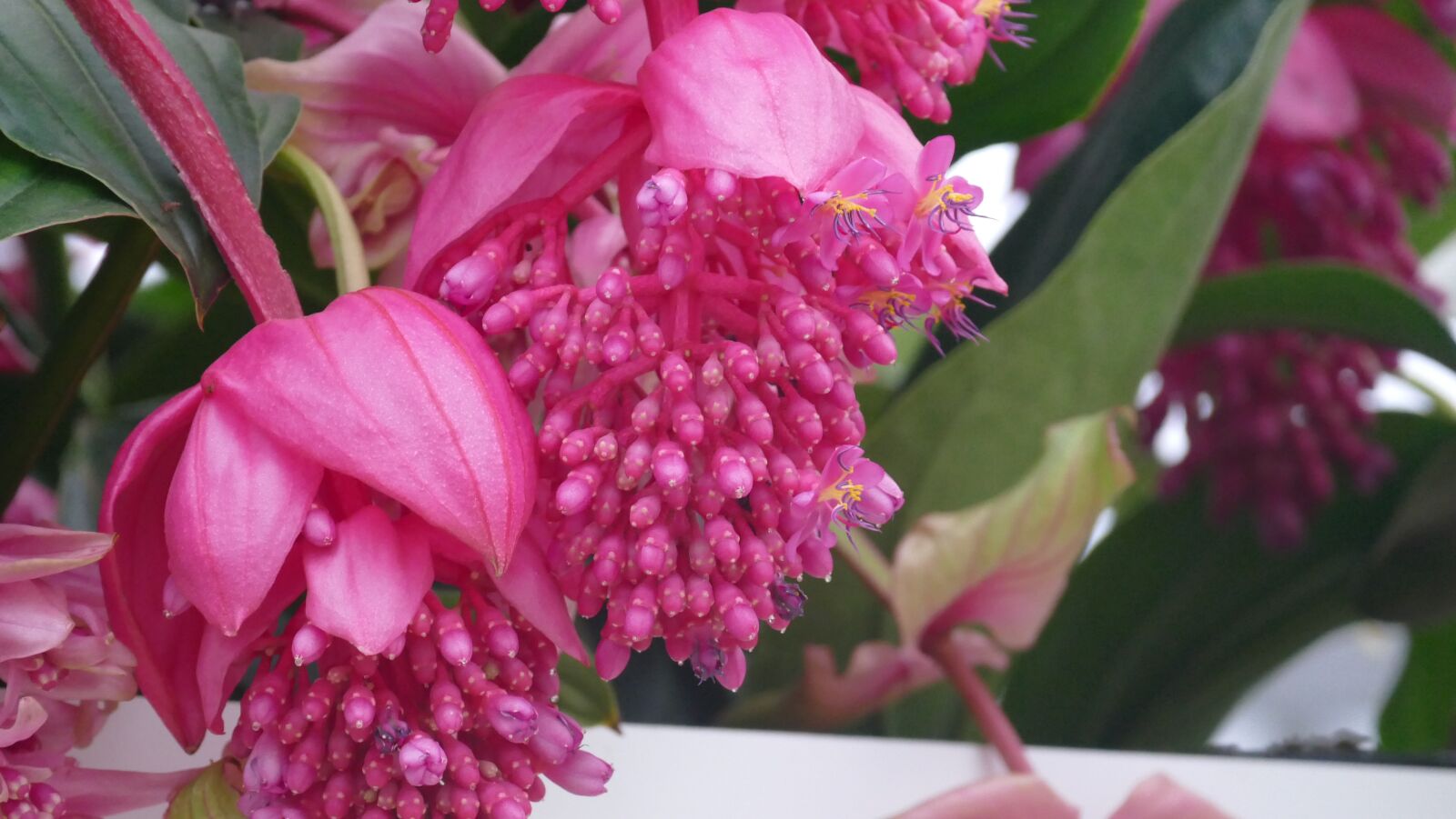 Panasonic Lumix DMC-FZ1000 sample photo. Flower, nature, plant photography