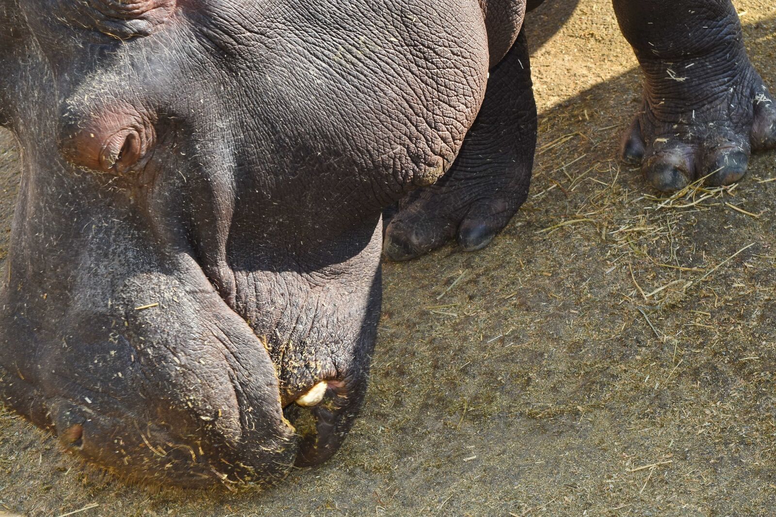 Nikon D5500 sample photo. Hippopotamus, wildlife, safari, wild photography