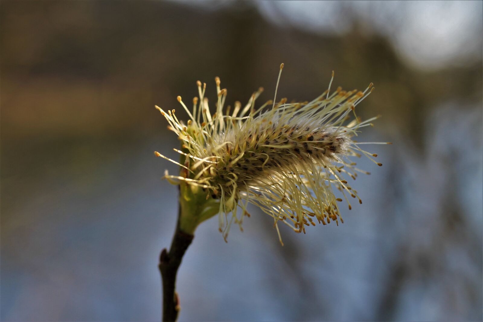 Canon EOS 7D sample photo. Willow catkin, faded, macro photography
