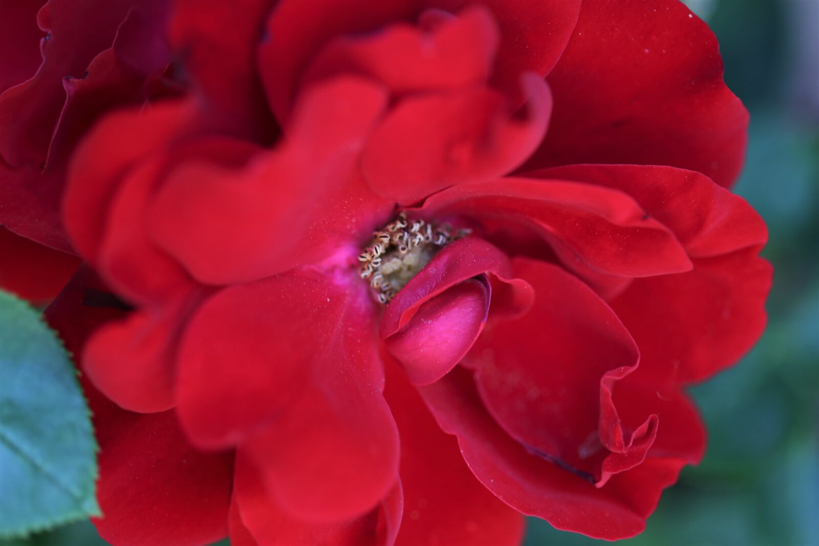 Canon EOS 6D + Canon EF 100mm F2.8 Macro USM sample photo. Red rose, stamens, pollen photography