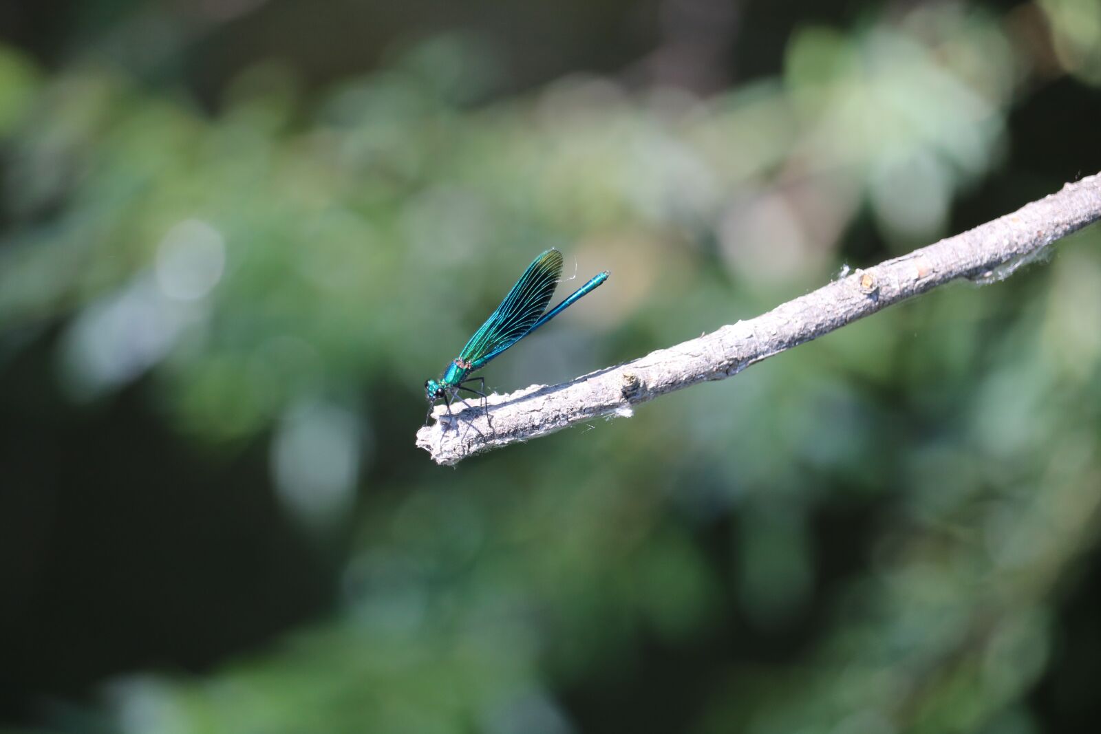 Canon EOS 750D (EOS Rebel T6i / EOS Kiss X8i) + Canon EF-S 55-250mm F4-5.6 IS STM sample photo. Dragonfly, twig, nature photography