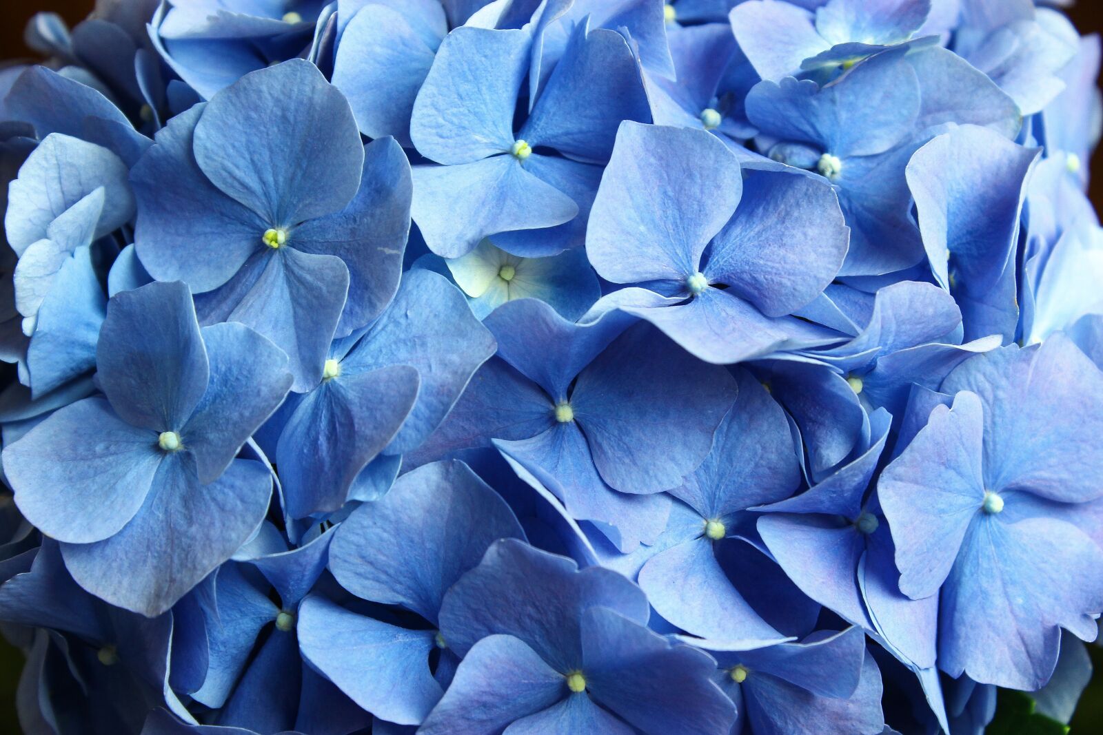 Canon EOS 600D (Rebel EOS T3i / EOS Kiss X5) sample photo. Flower, nature, flora photography