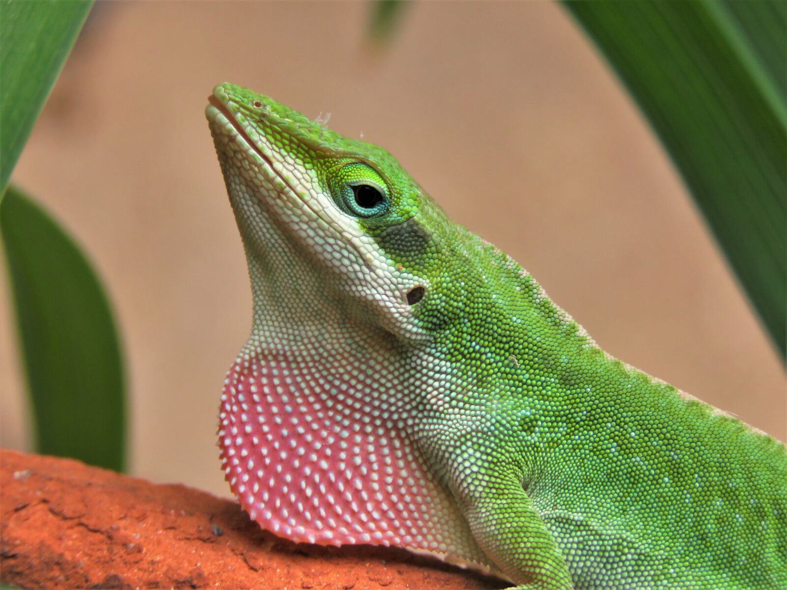 Canon PowerShot SX60 HS sample photo. Lizard, reptile, wildlife photography