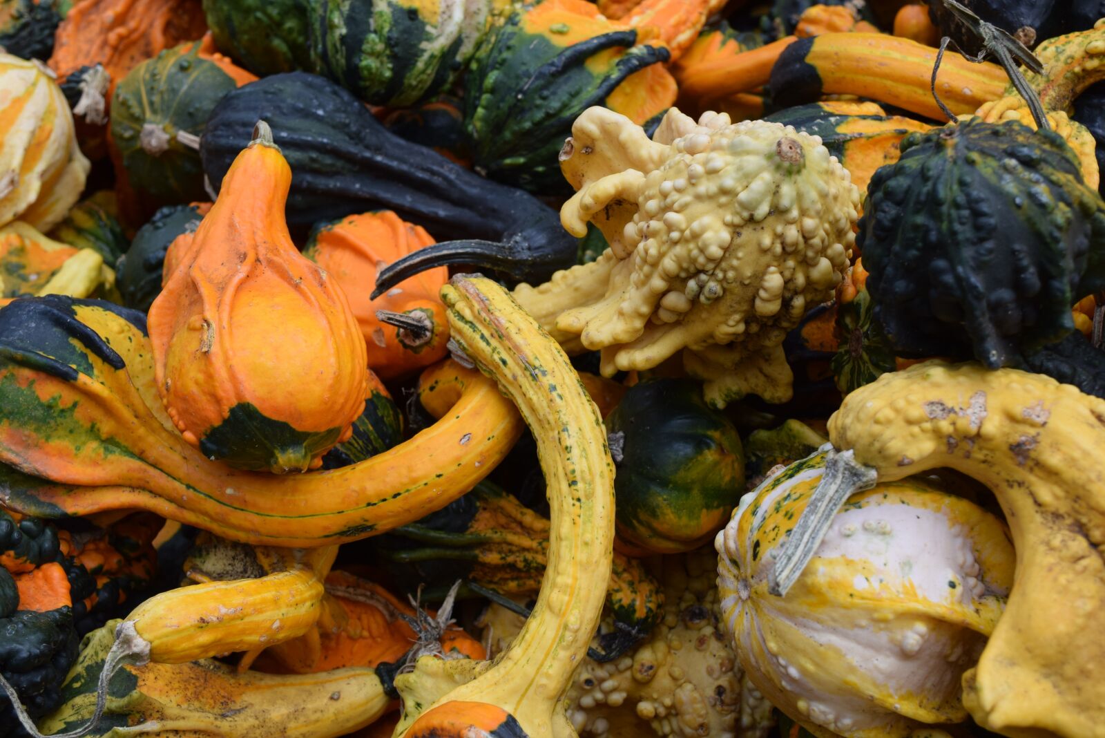 Nikon D3300 sample photo. Vegetables, veggies, pumpkin photography