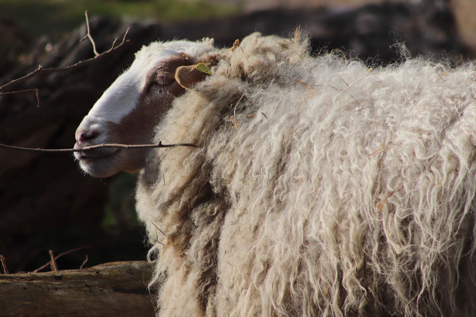 Canon EOS 800D (EOS Rebel T7i / EOS Kiss X9i) sample photo. Sheep, livestock, pet photography