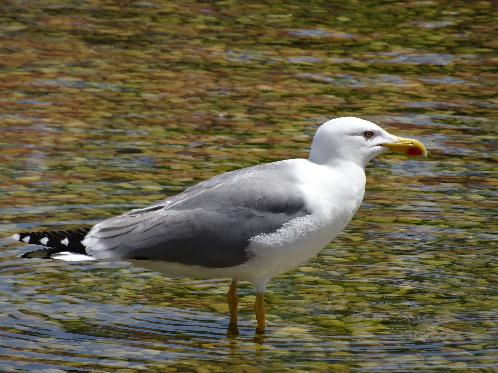 Sony DSC-HX50 sample photo. Seagull, sea ​​bird, ocean photography