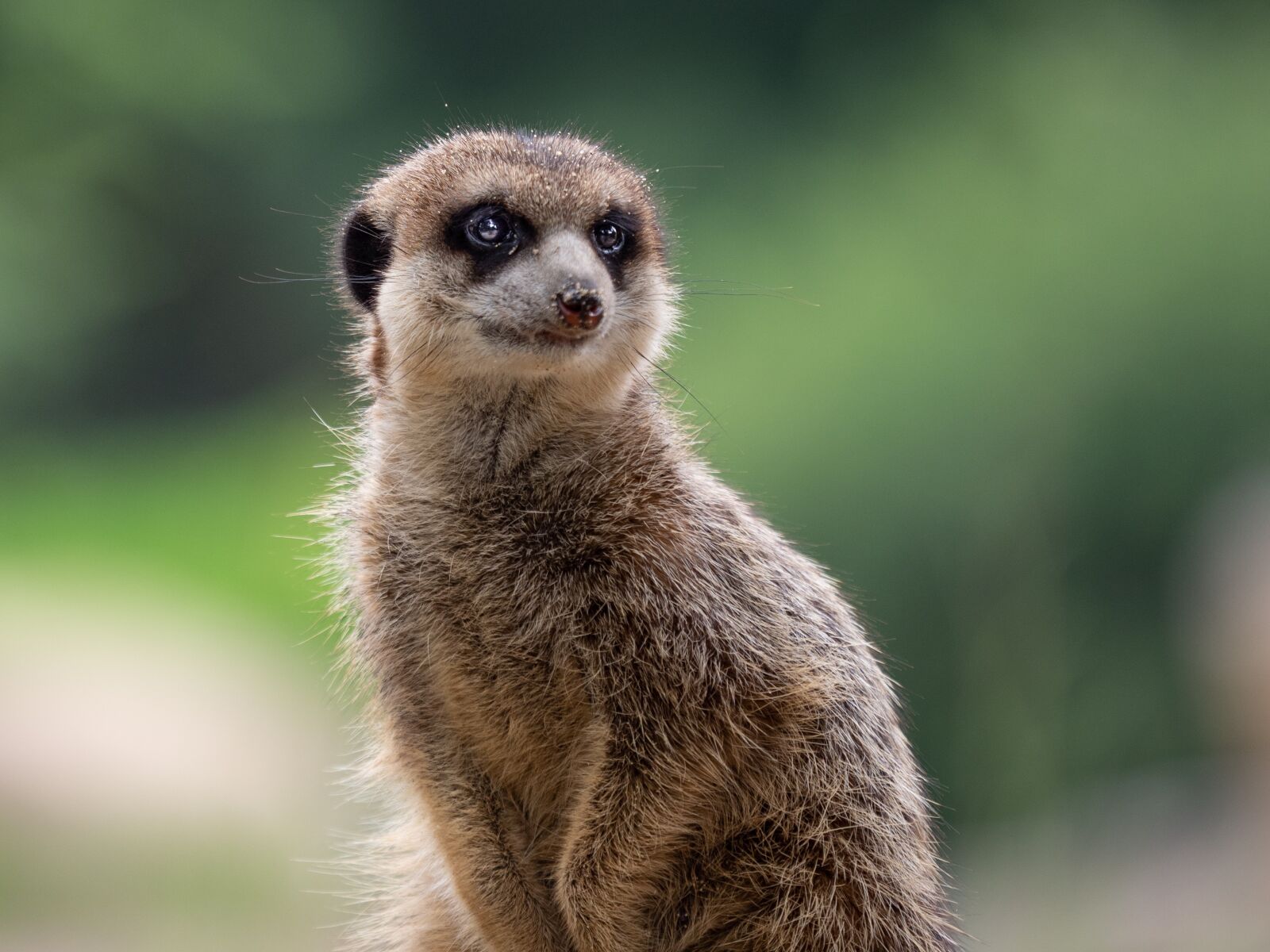 Olympus OM-D E-M1 Mark II + Olympus M.Zuiko Digital ED 40-150mm F2.8 Pro sample photo. Meerkat, africa, animal photography