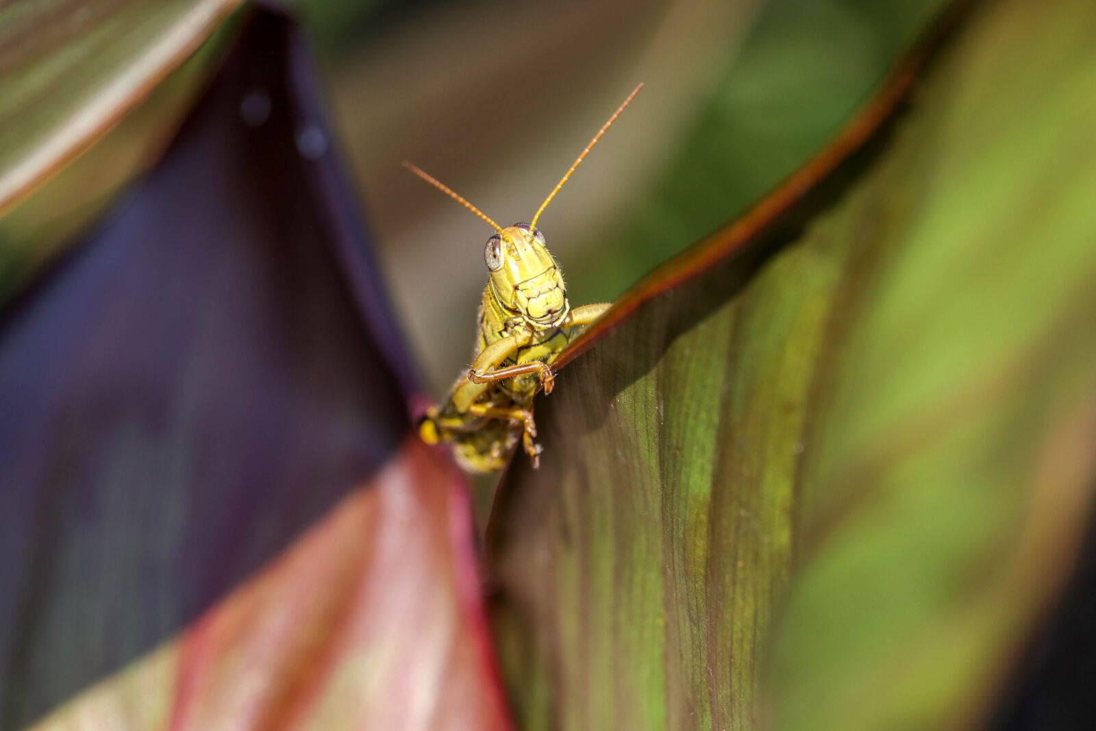 Canon EF-S 55-250mm F4-5.6 IS STM sample photo. Grasshopper, leaves, insect photography