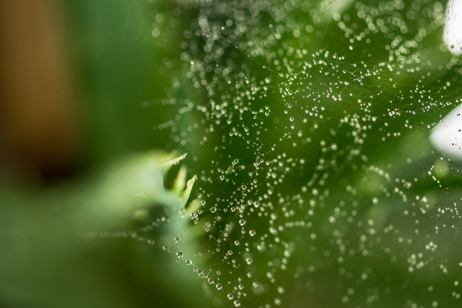 Sony SLT-A77 sample photo. Dew, dewdrops, green, macro photography
