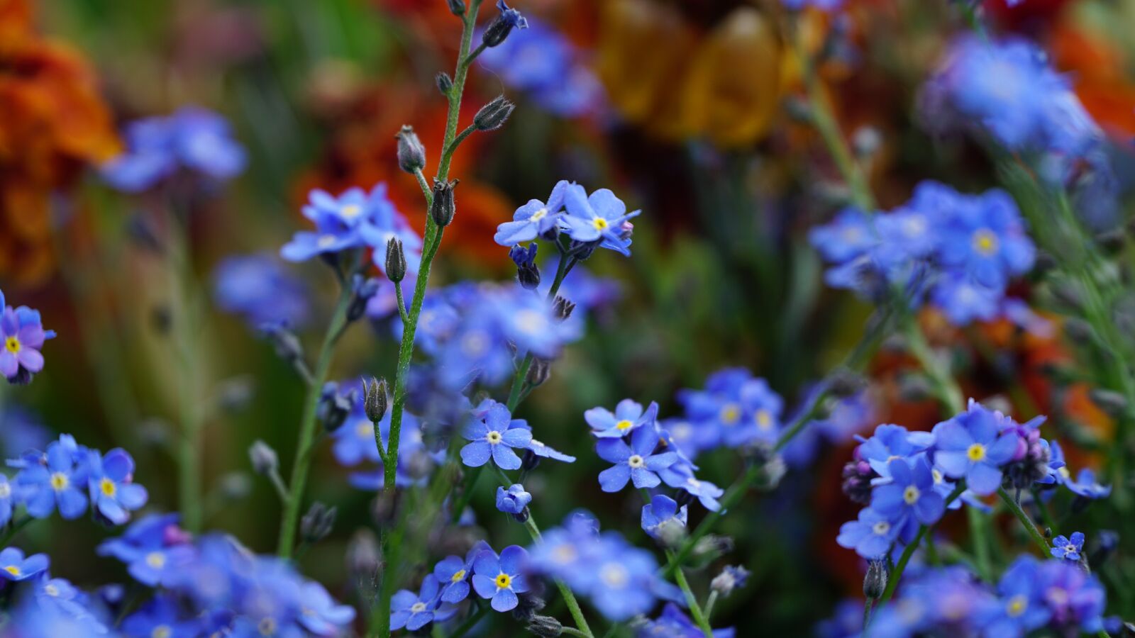 Sony a6000 sample photo. Don't forget my, flowers photography