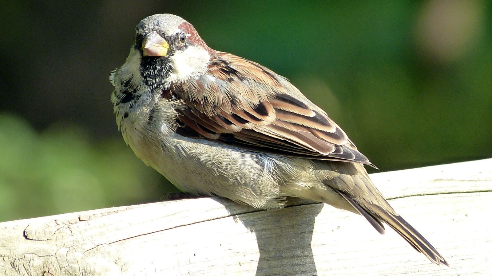 Panasonic Lumix DMC-FZ150 sample photo. Sperling, sparrow, bird photography