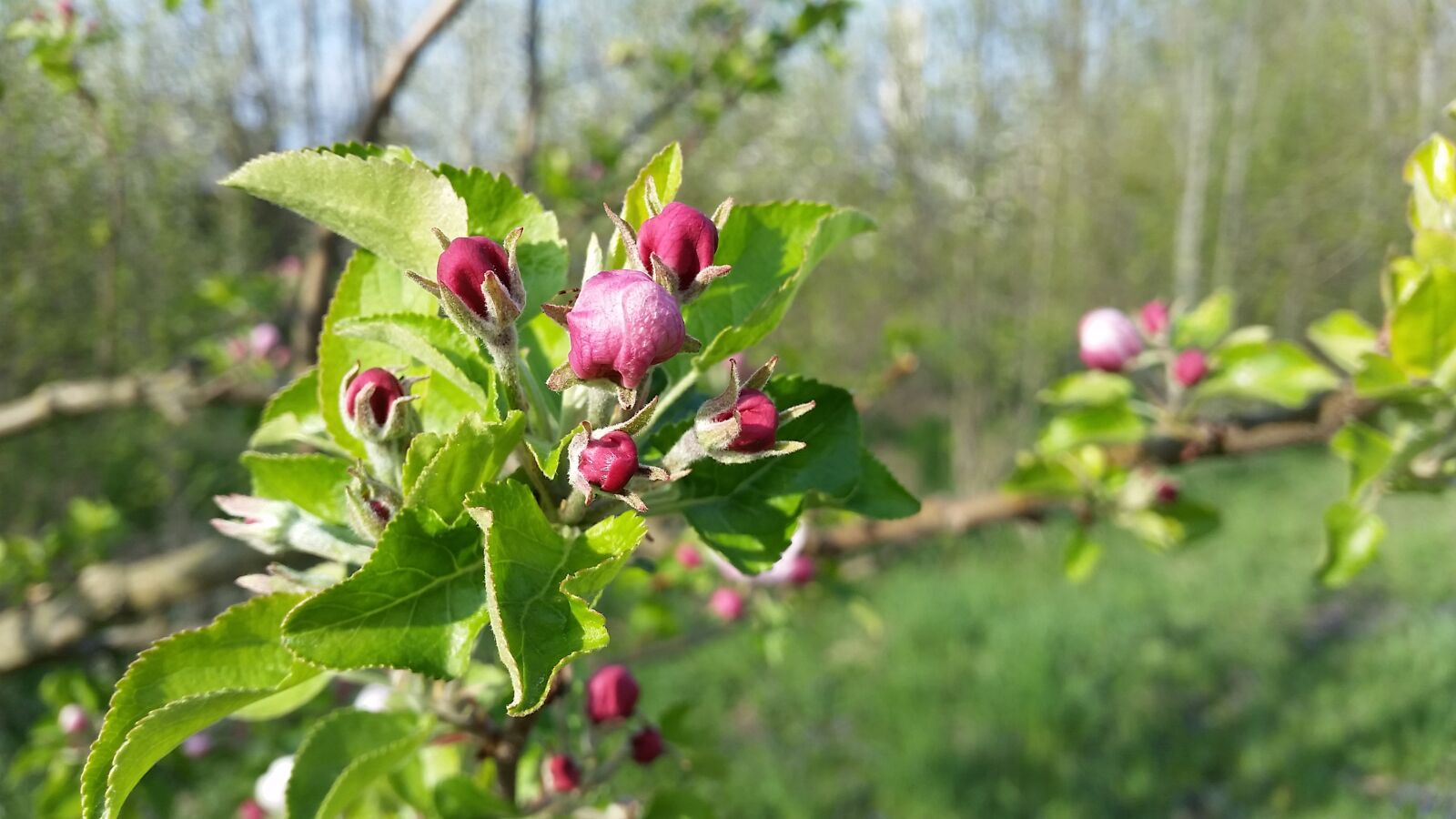Samsung Galaxy S5 sample photo. Tree, bloom, spring photography