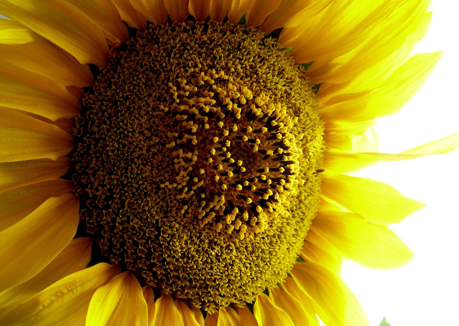 Panasonic DMC-TZ1 sample photo. Sunflower, blossom, bloom photography
