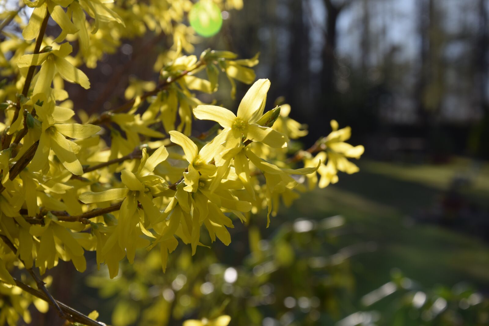 Nikon D5300 sample photo. Yellow, flower, spring photography