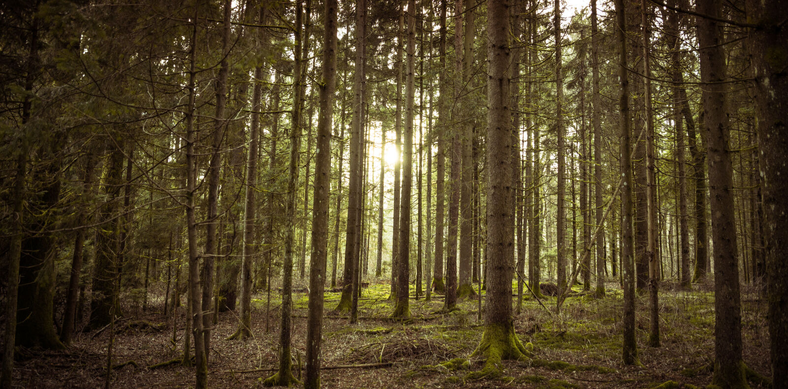 Nikon D610 sample photo. Forest, green, light, nature photography
