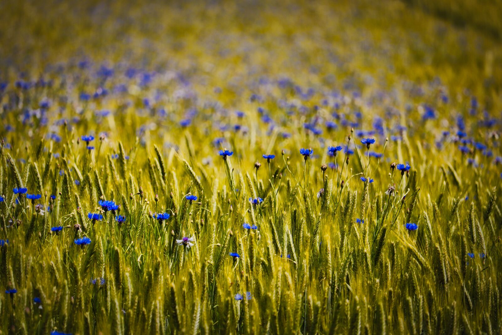 Canon EF-S 55-250mm F4-5.6 IS STM sample photo. Wheat, cornflower, wheat field photography