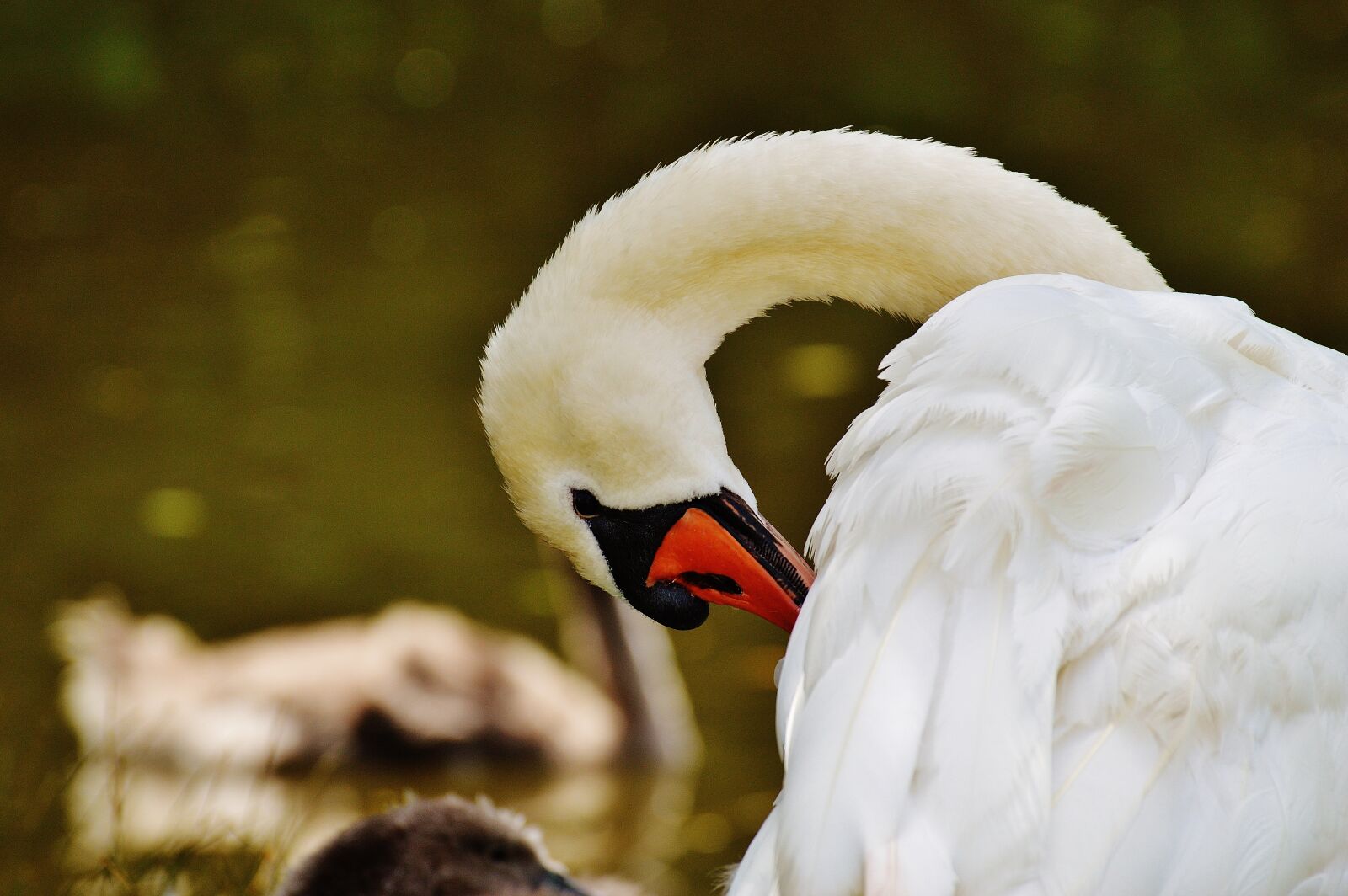 Nikon D3200 sample photo. Swan, white, bird photography