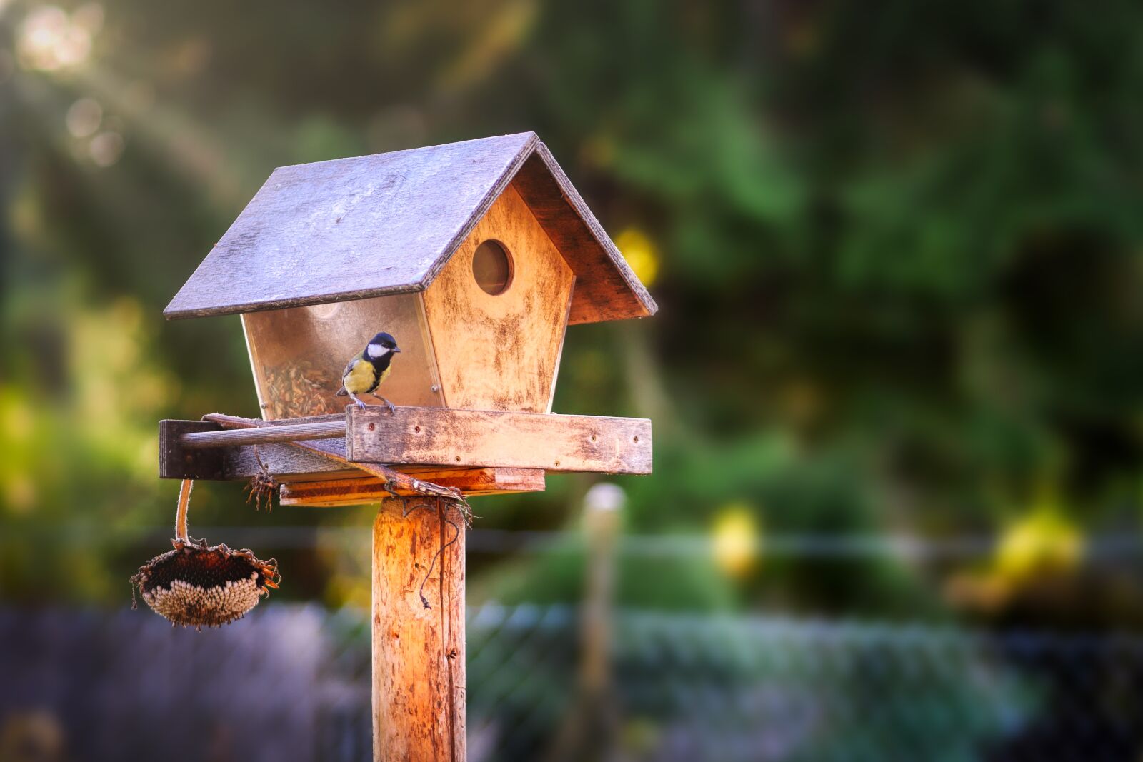 Panasonic Lumix DC-G90 (Lumix DC-G91) sample photo. Aviary, bird, food photography