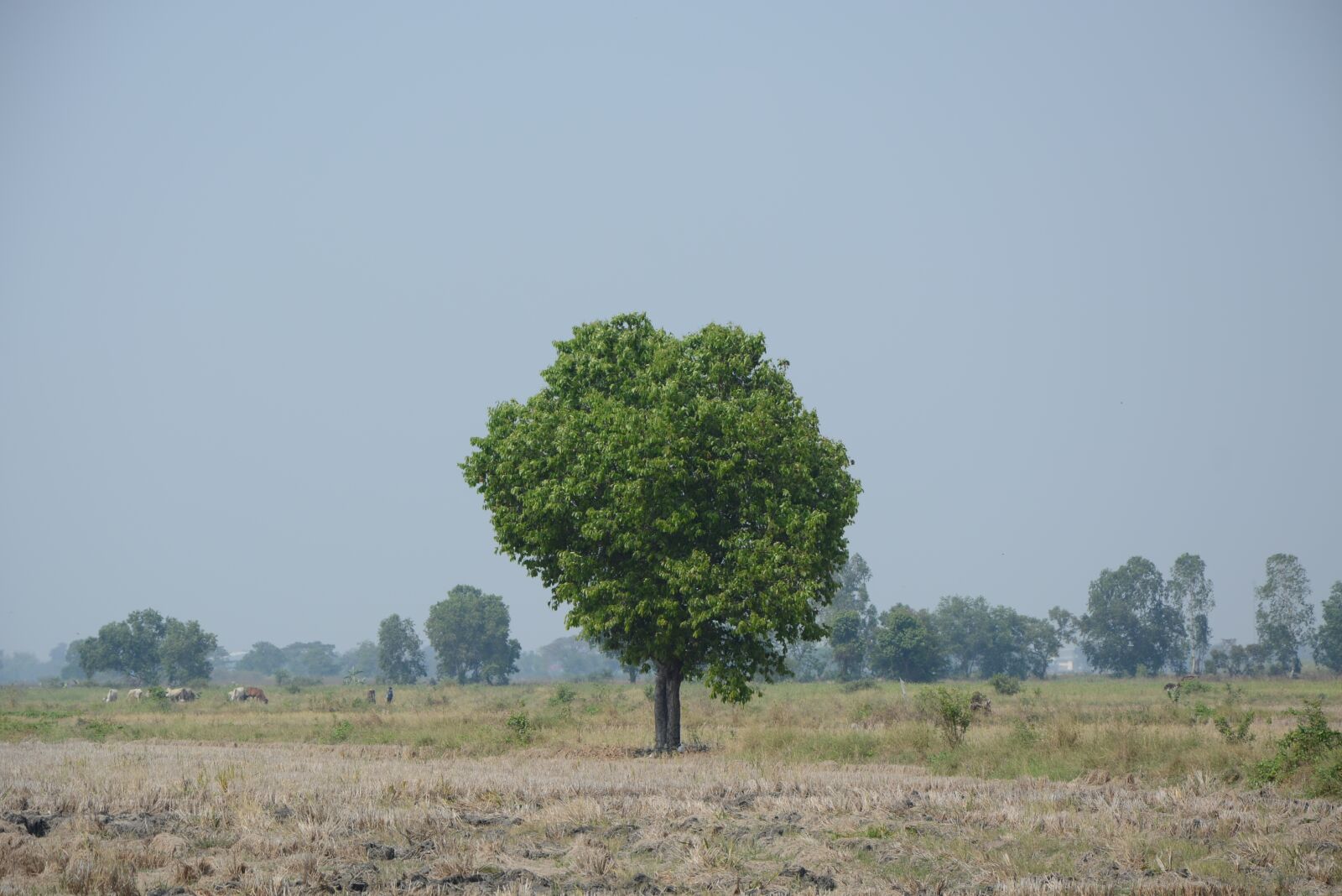 Nikon D5200 sample photo. Am lonely, tree, geography photography
