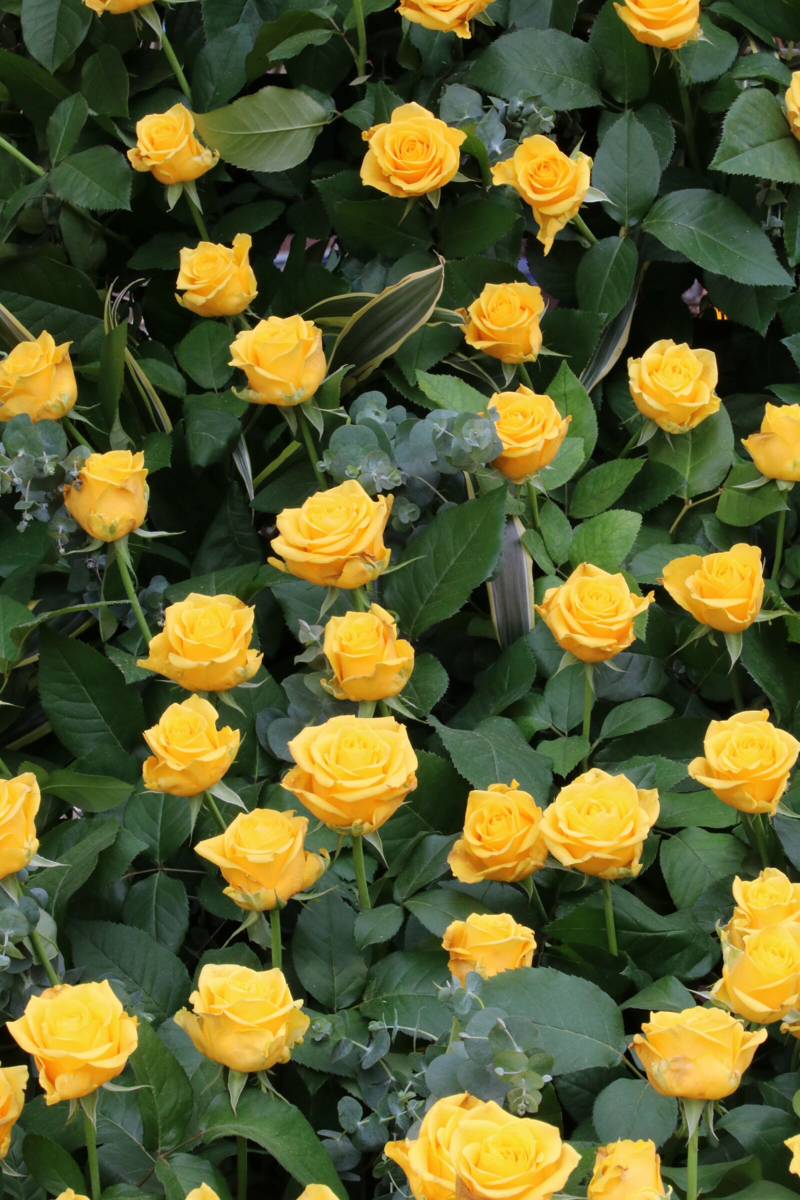Canon EOS 750D (EOS Rebel T6i / EOS Kiss X8i) sample photo. Rose, rose festival, nature photography