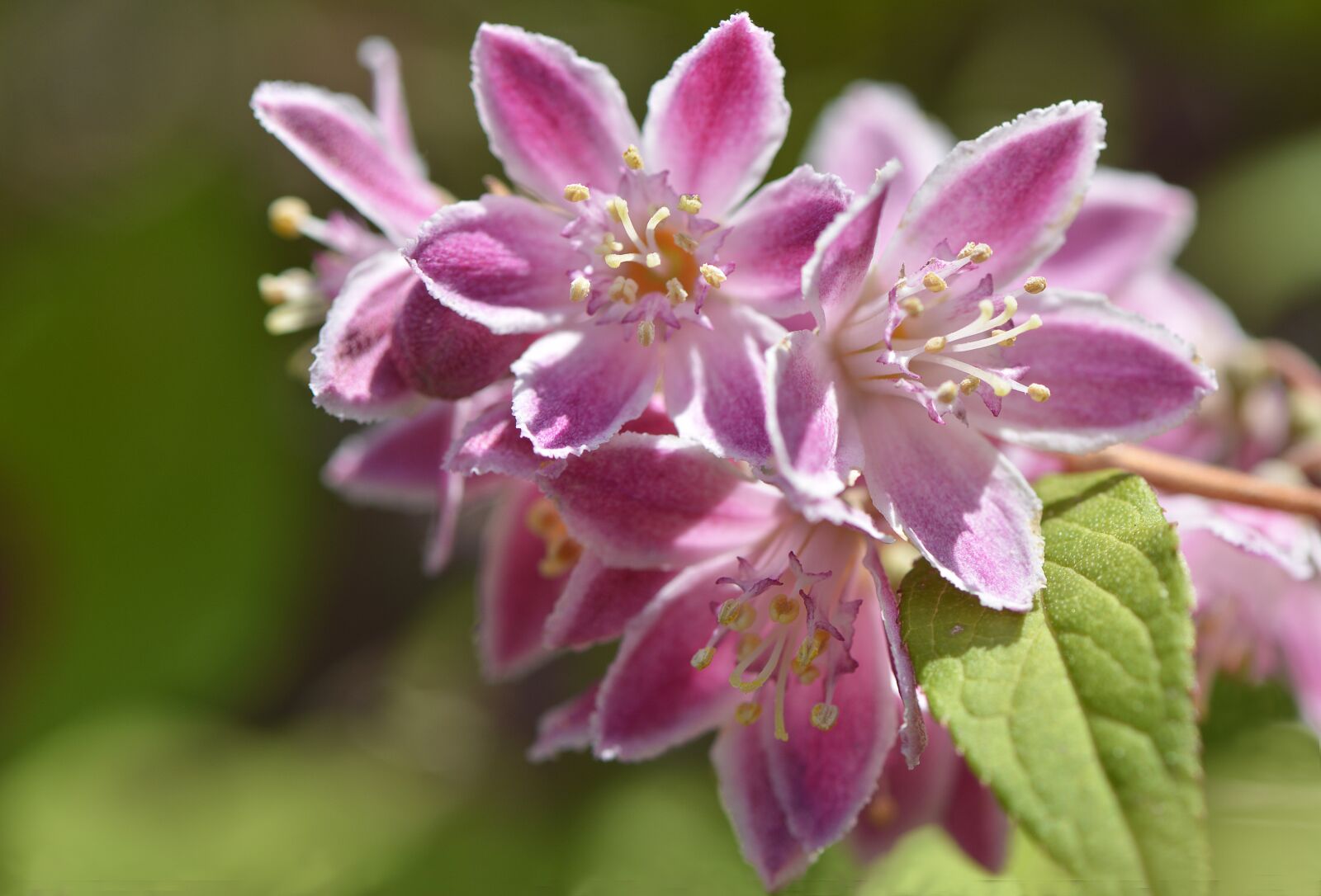 Nikon D7100 sample photo. Flowers, rameau, deutzia photography
