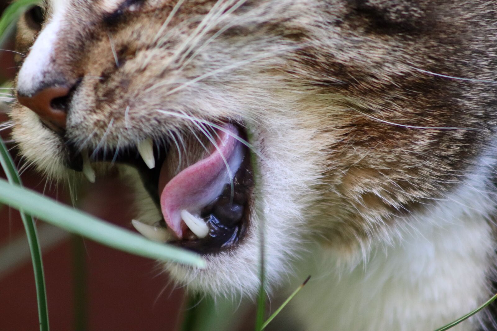 Canon EOS 77D (EOS 9000D / EOS 770D) sample photo. Cat, domestic cat, eat photography