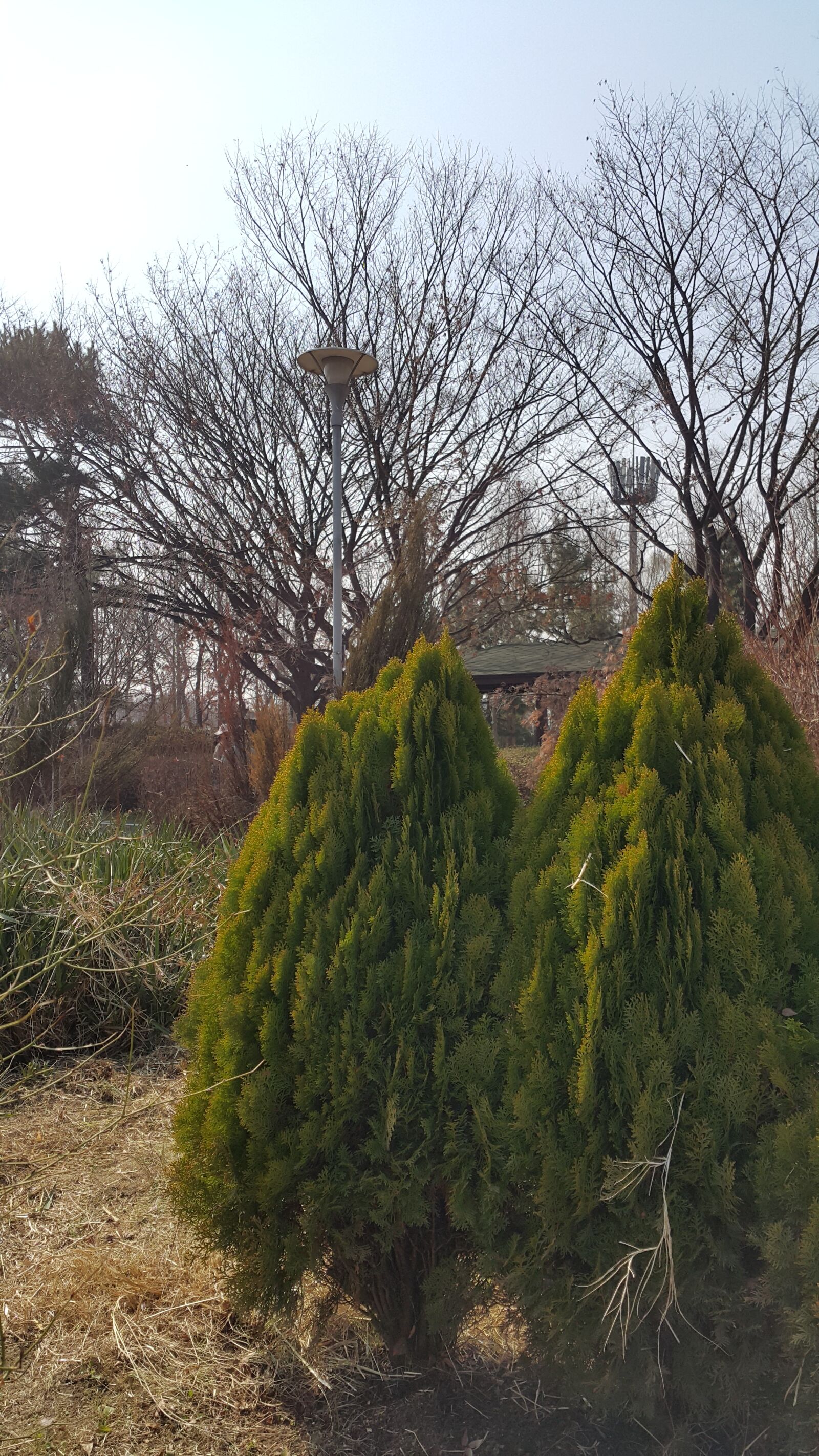 Samsung Galaxy Note4 sample photo. Nature, lake park, wood photography