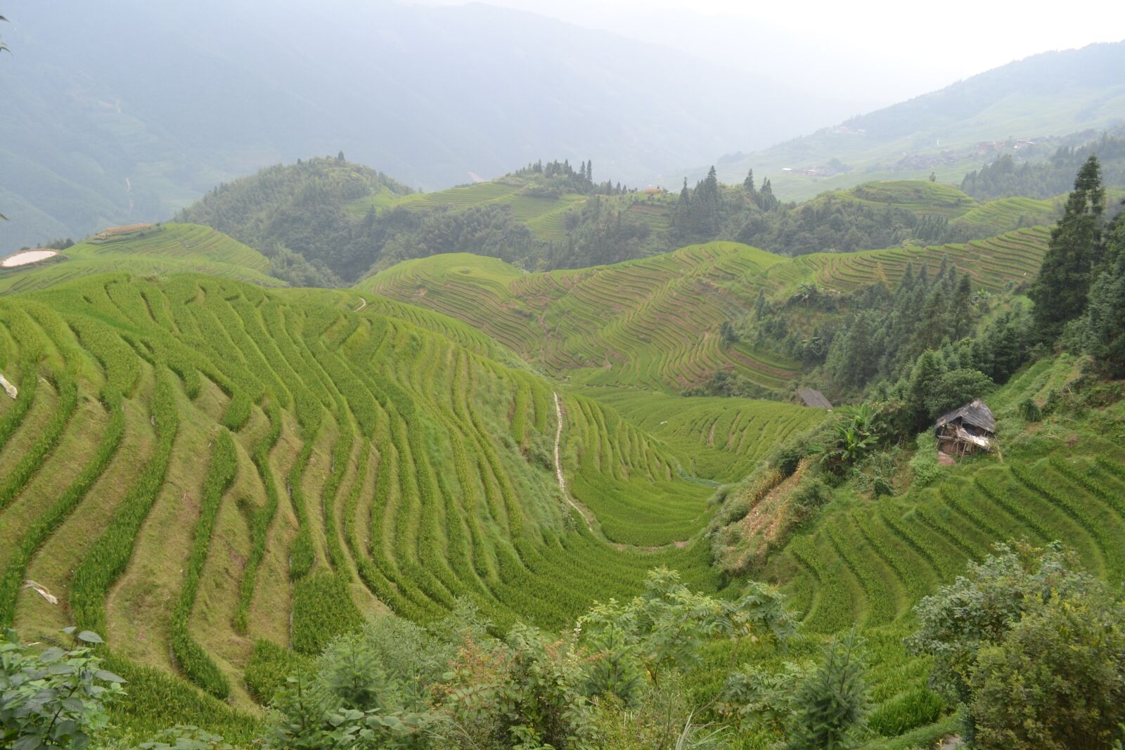 Nikon D3100 sample photo. China, rice paddies, terraces photography