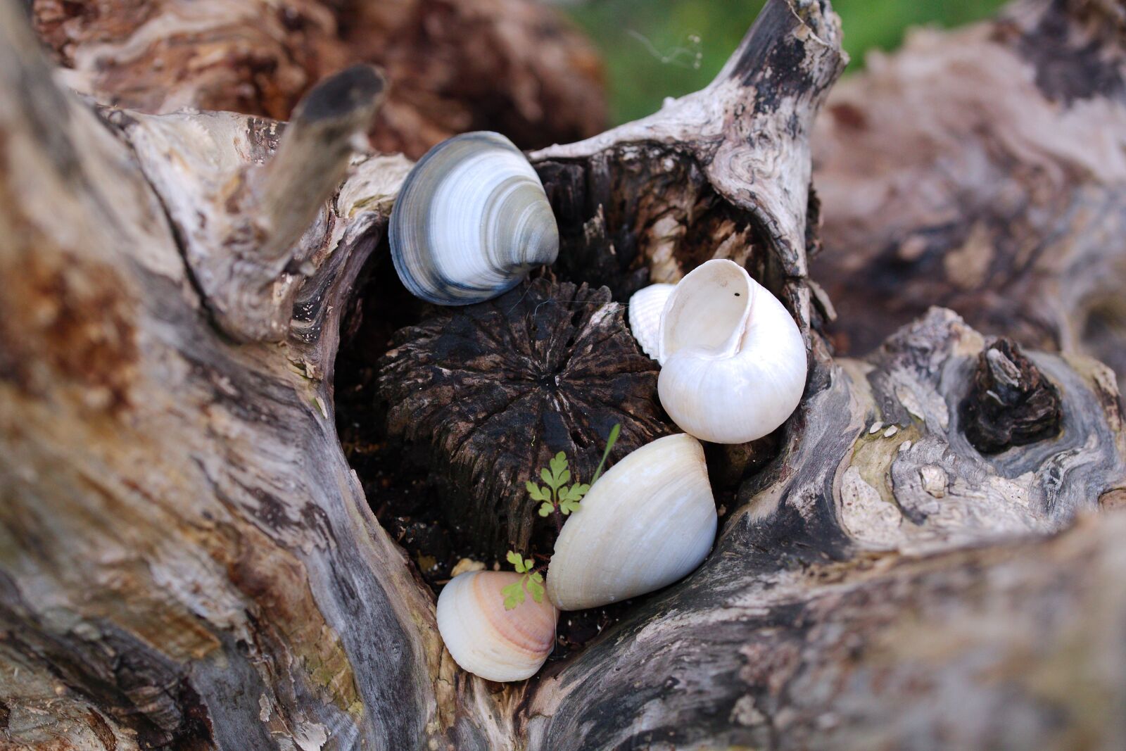 Canon EOS 6D sample photo. Nature, wood, tree photography