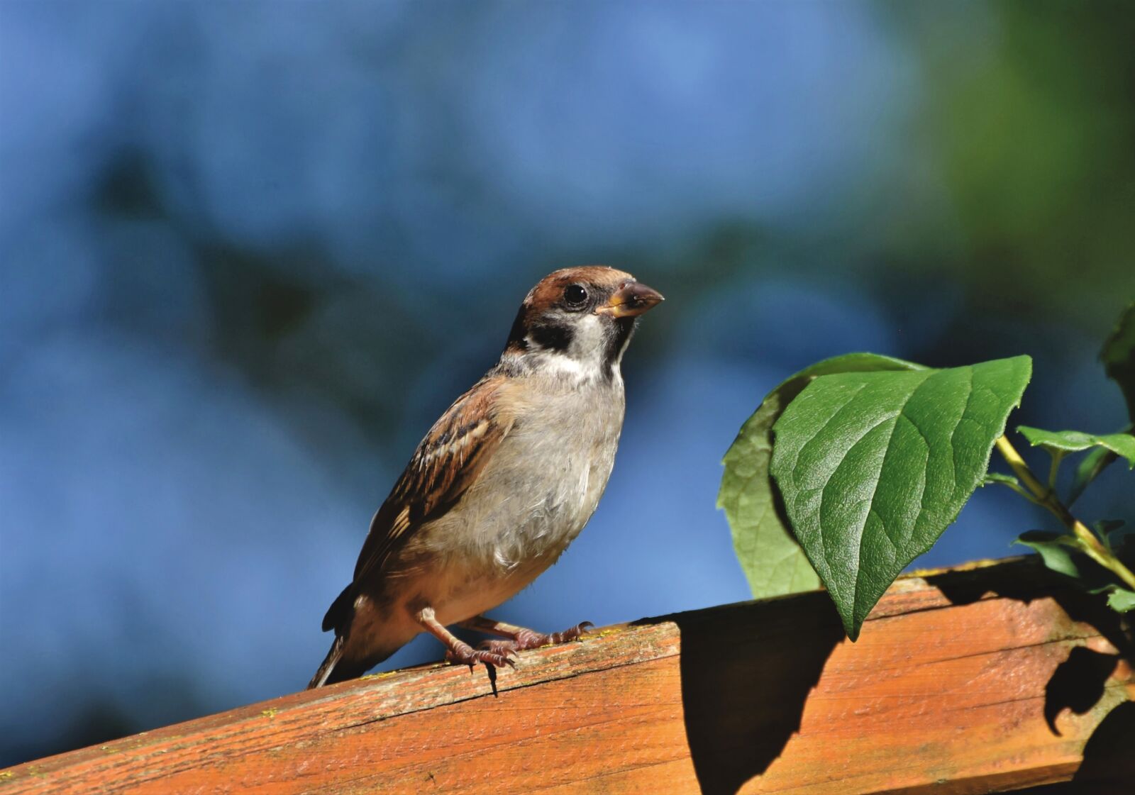 Nikon D7200 sample photo. Sparrow, sperling, bird photography