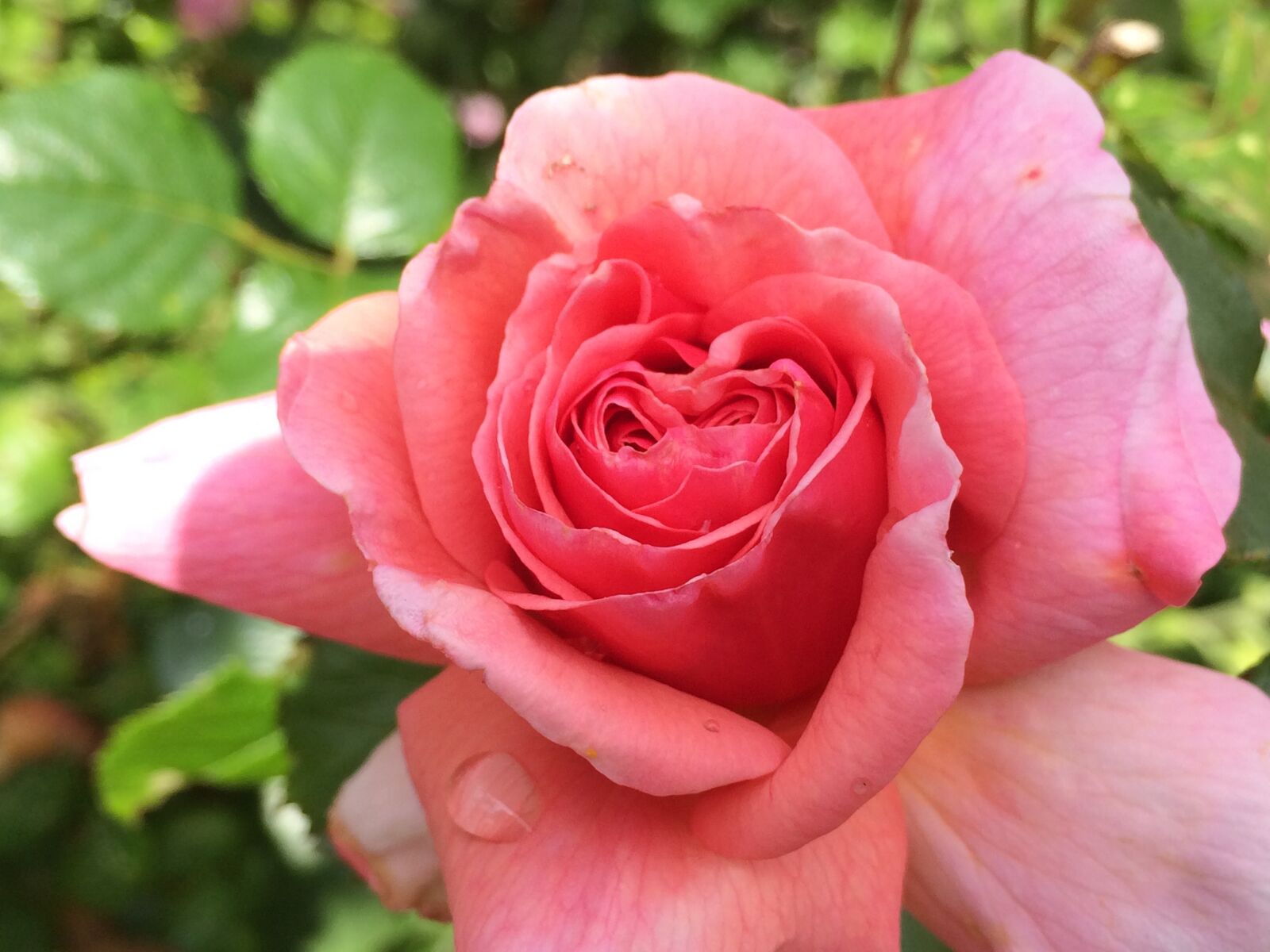 iPhone 5s back camera 4.15mm f/2.2 sample photo. Rose, flower, pink photography